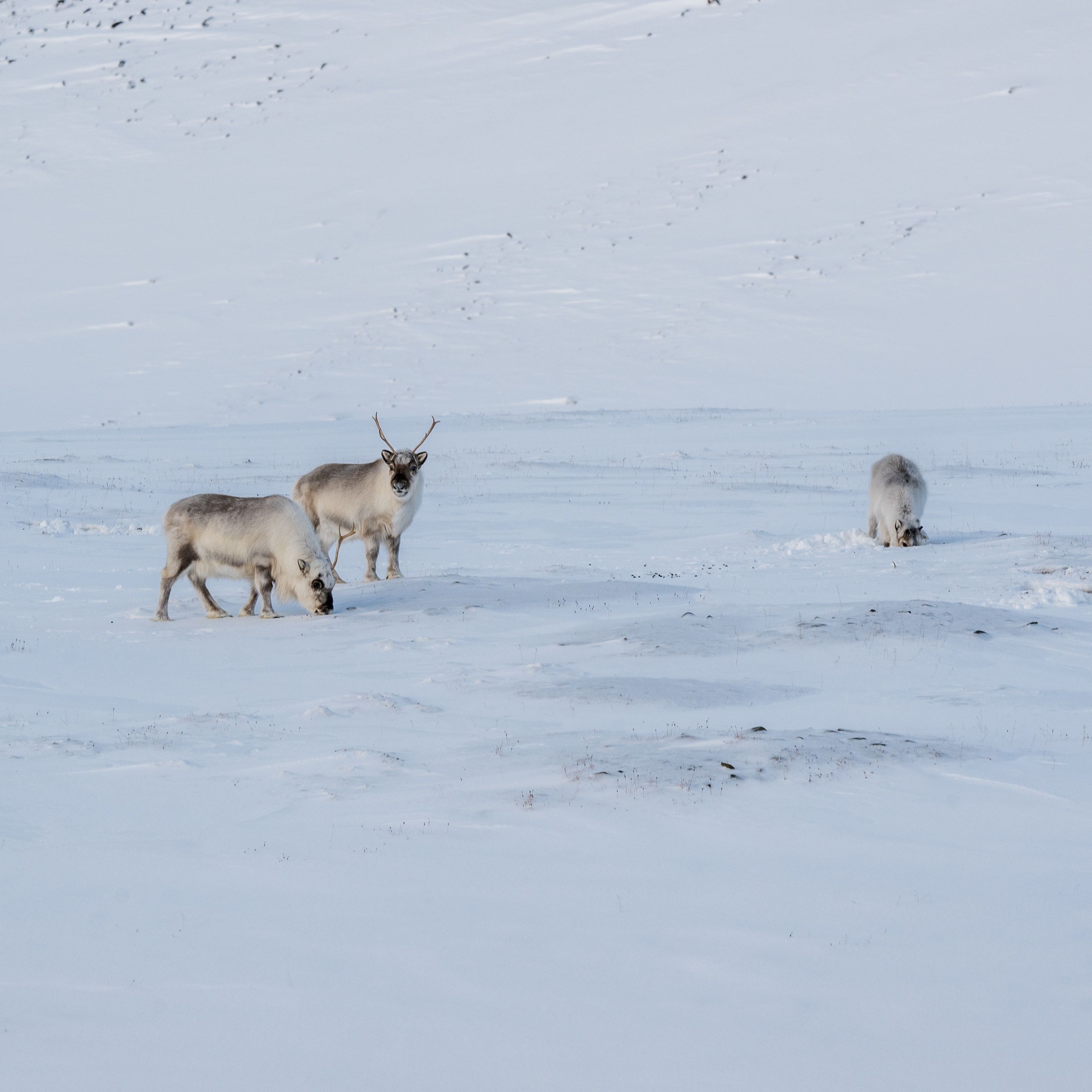 Spitsbergen, Svalbard