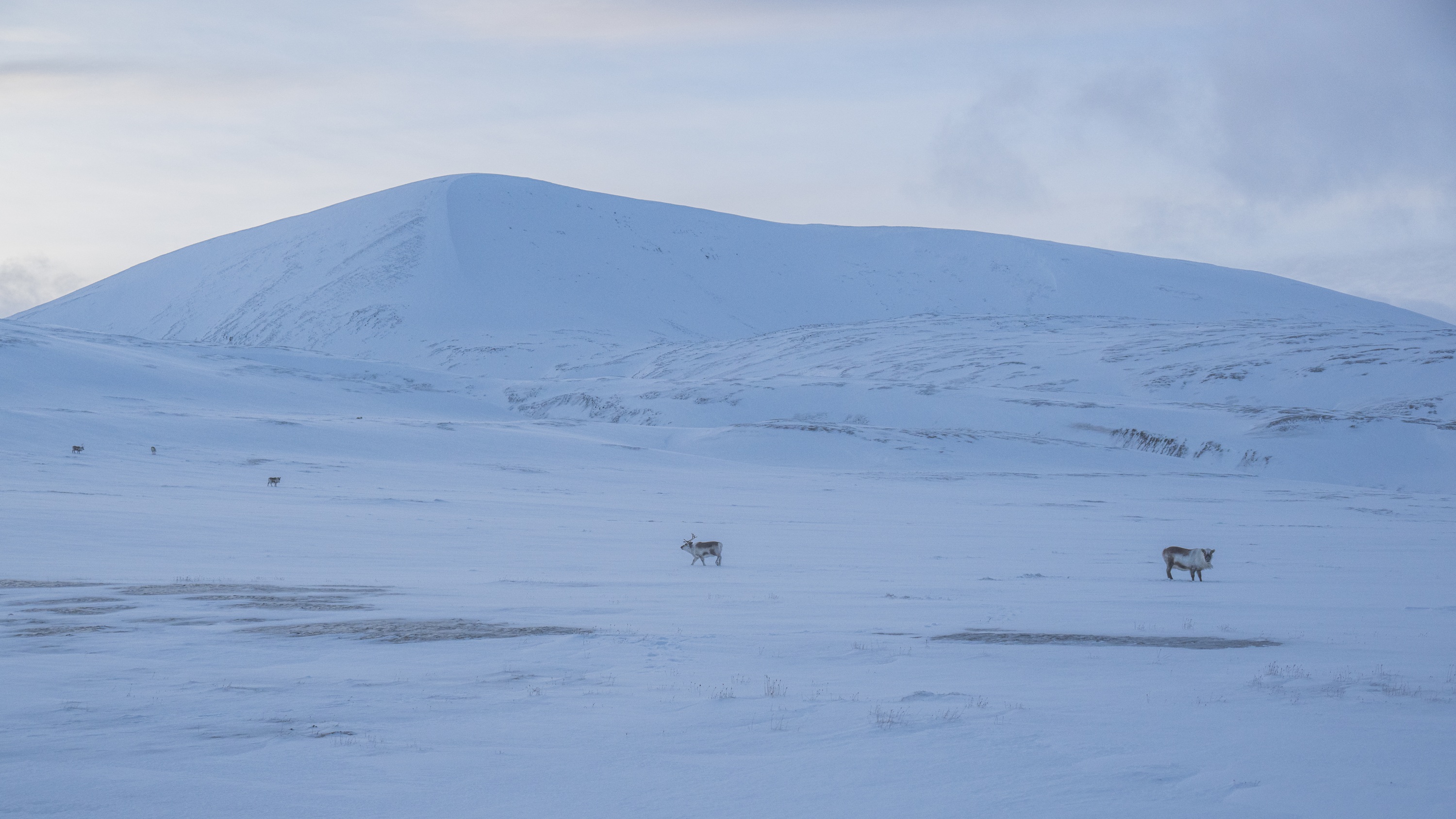 Spitsbergen, Svalbard
