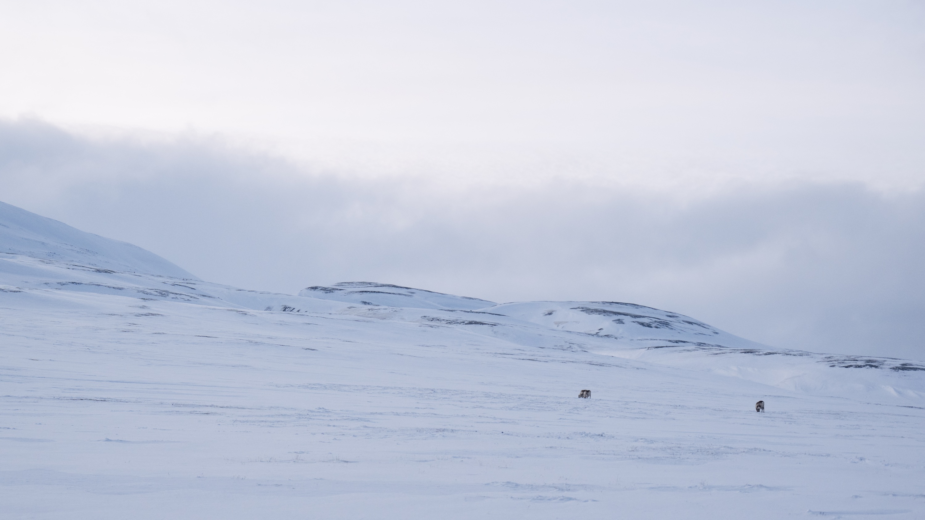 Spitsbergen, Svalbard