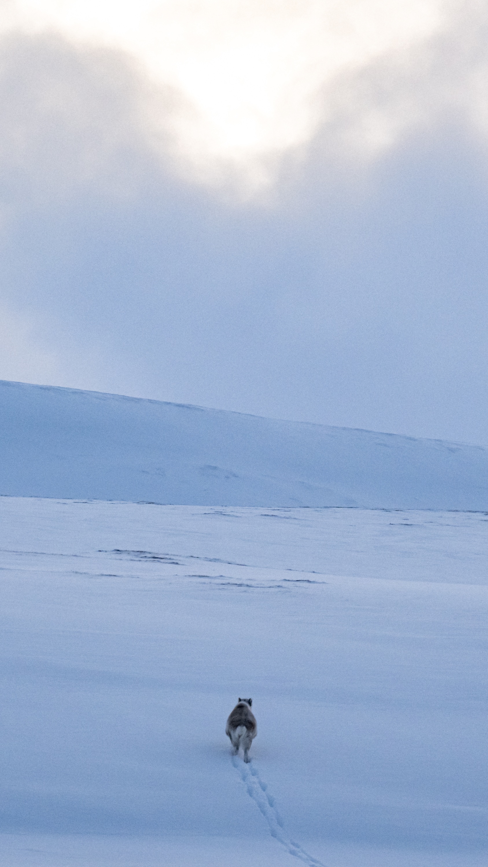Spitsbergen, Svalbard