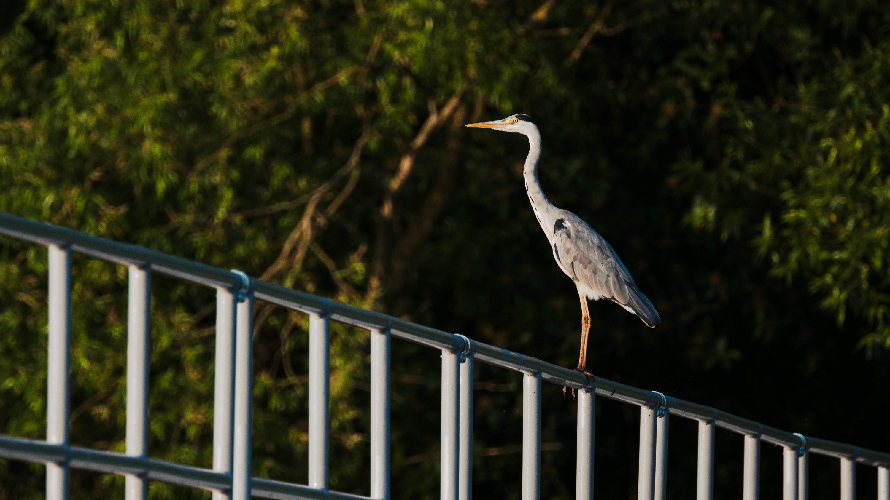 Szczecin Lagoon, Poland