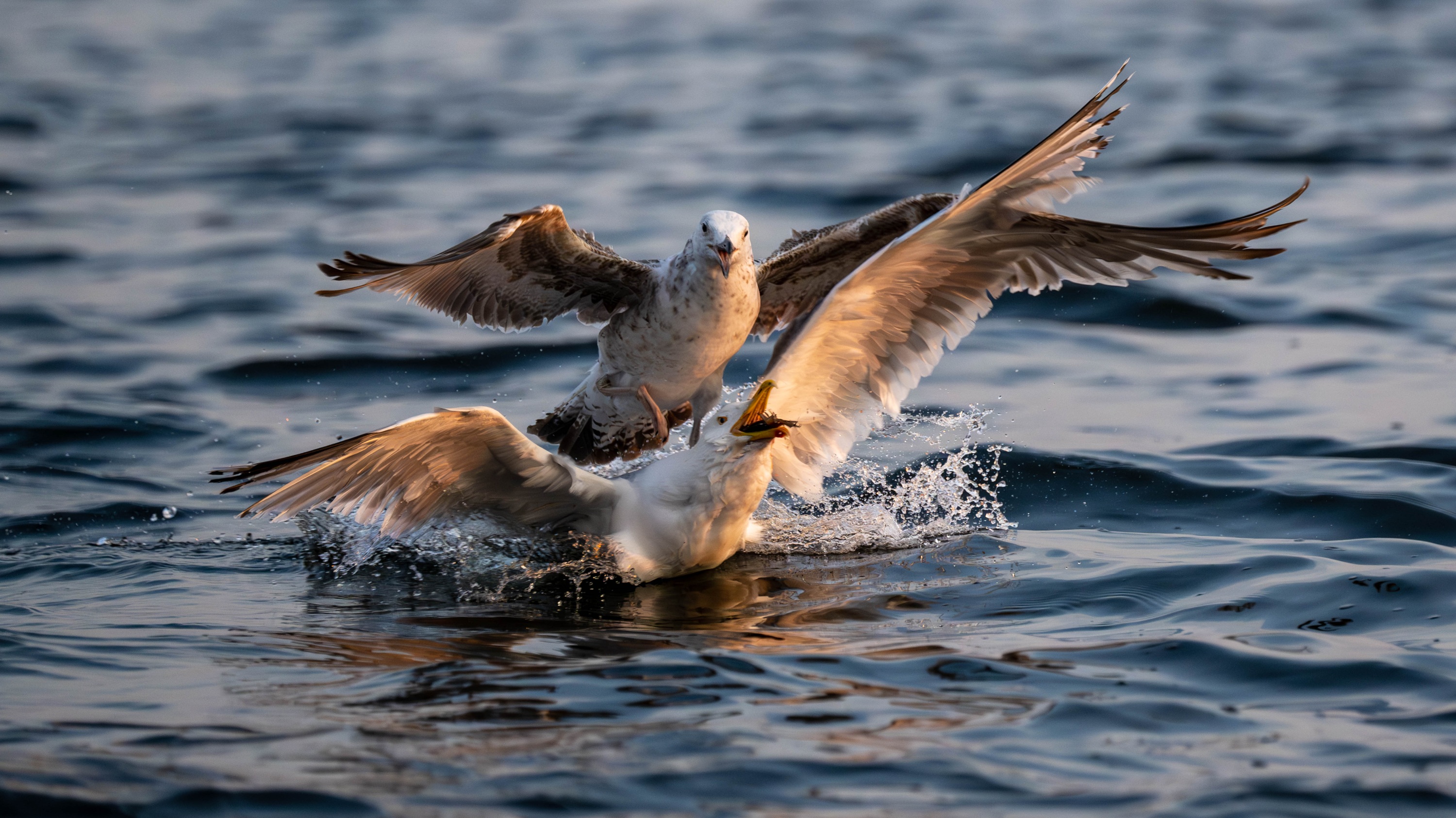 Szczecin Lagoon, Poland