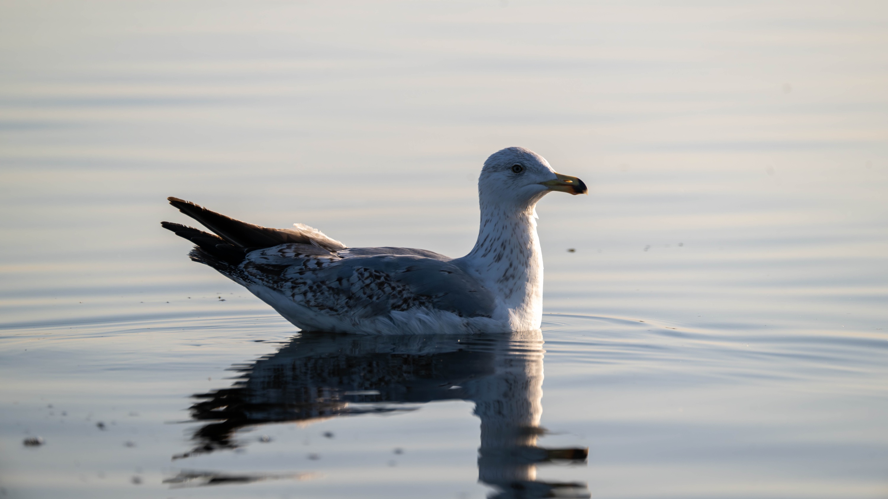 Szczecin Lagoon, Poland