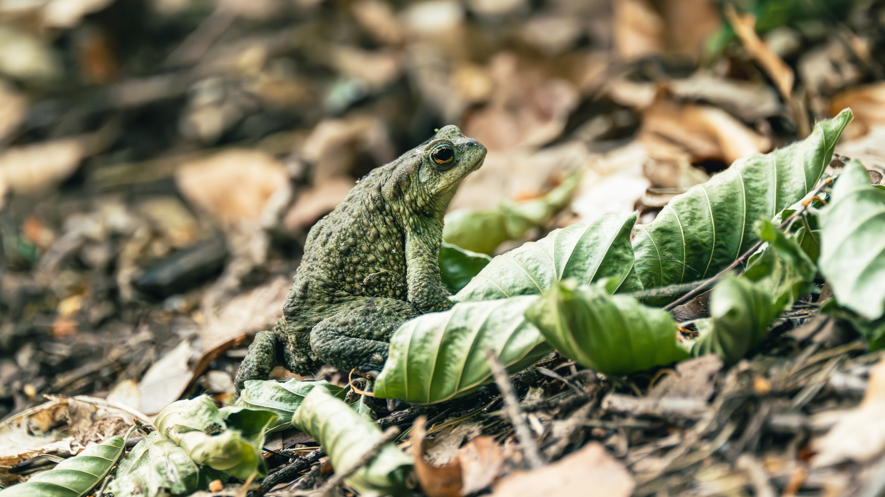 Greater Poland National Park, Poland