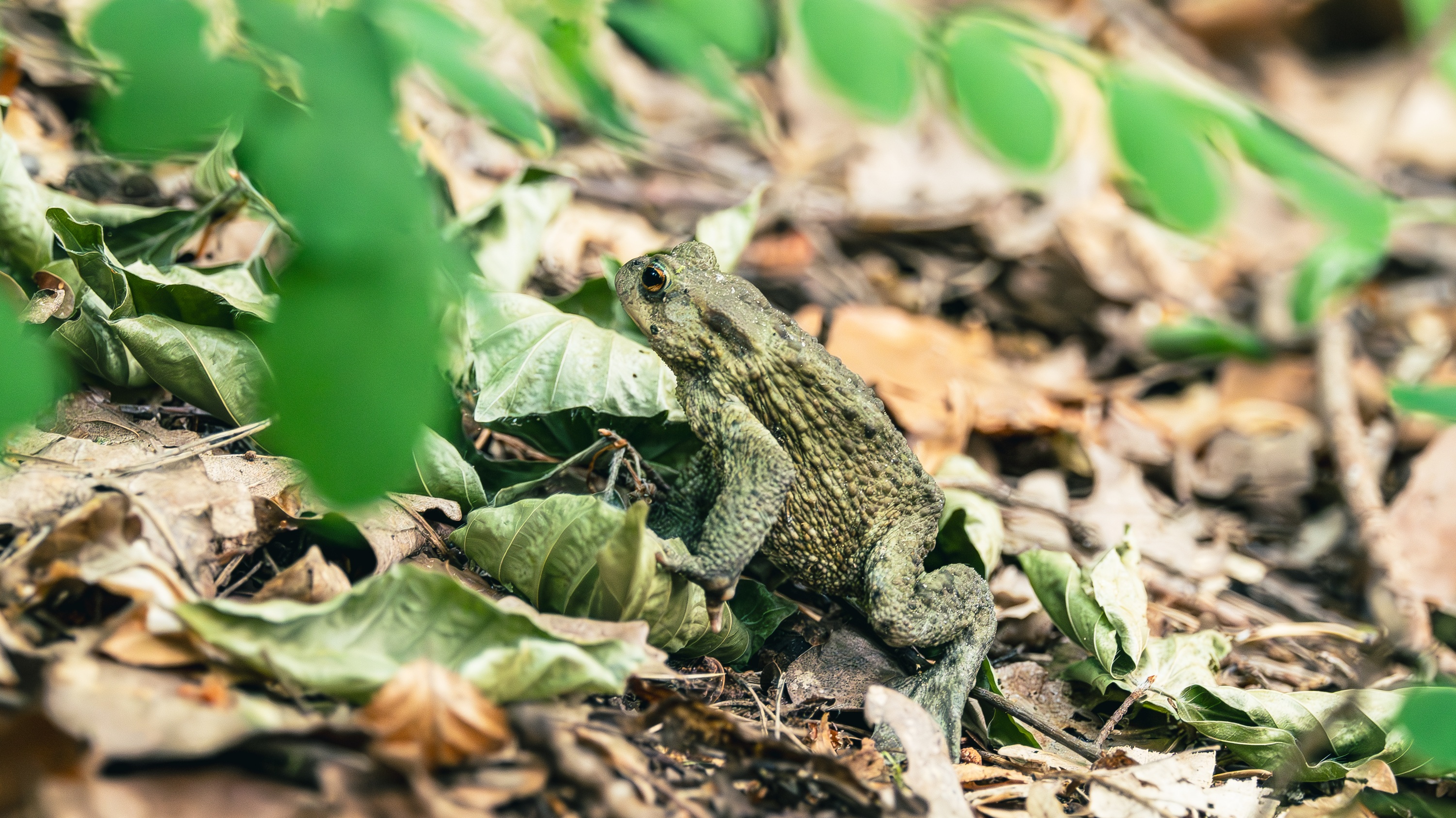 Greater Poland National Park, Poland
