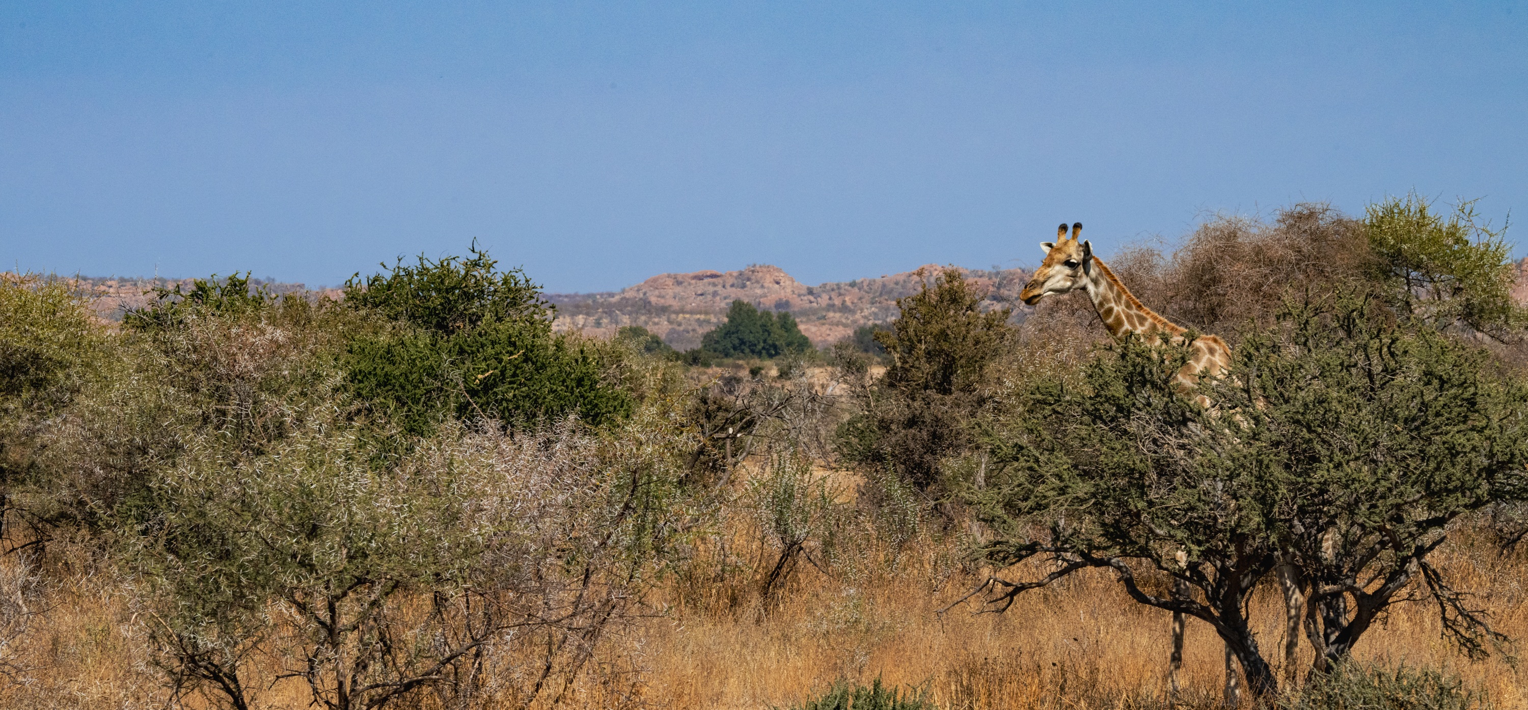 Mashatu Game Reserve, Botswana