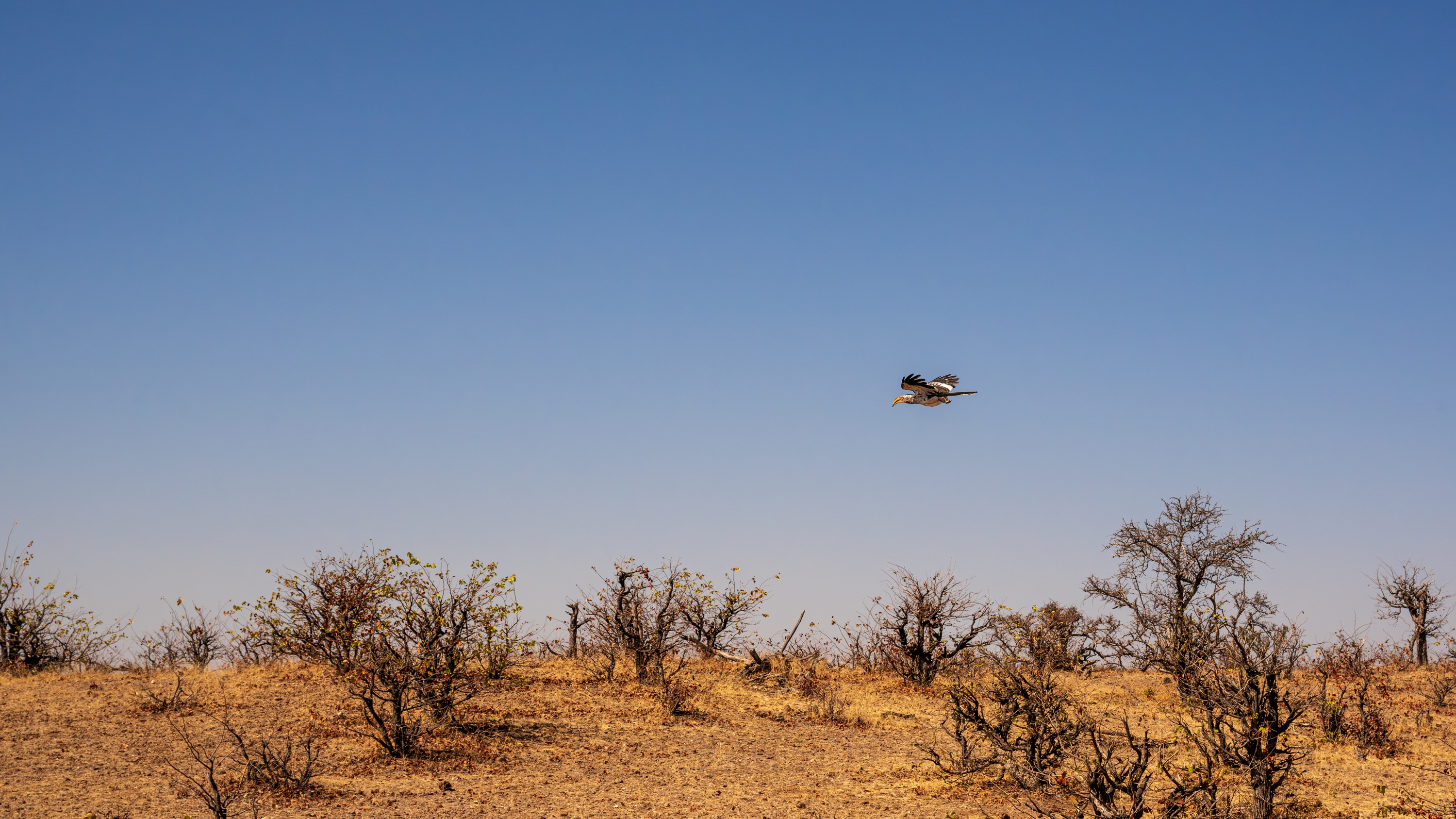 Mashatu Game Reserve, Botswana