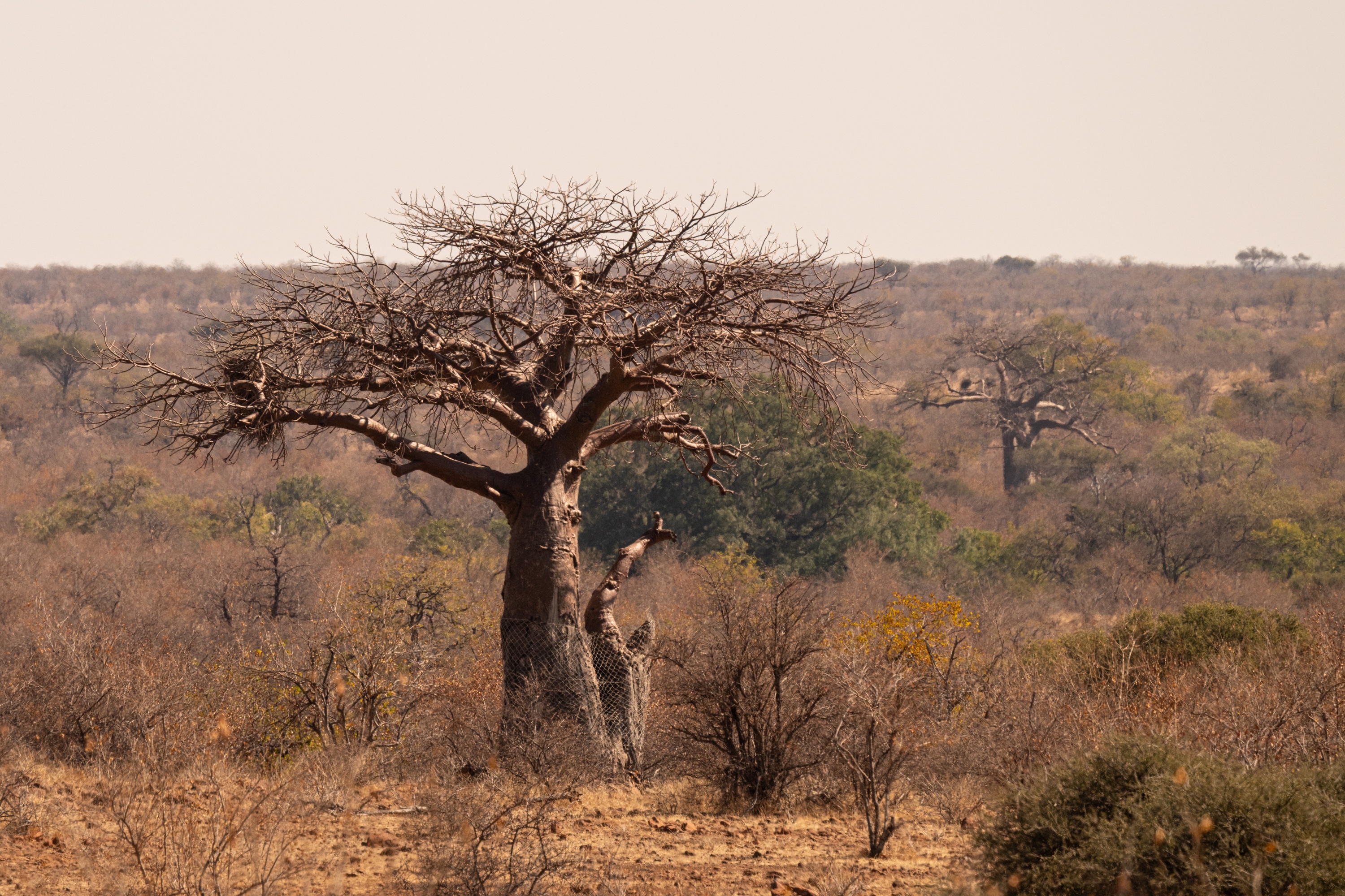 Mashatu Game Reserve, Botswana