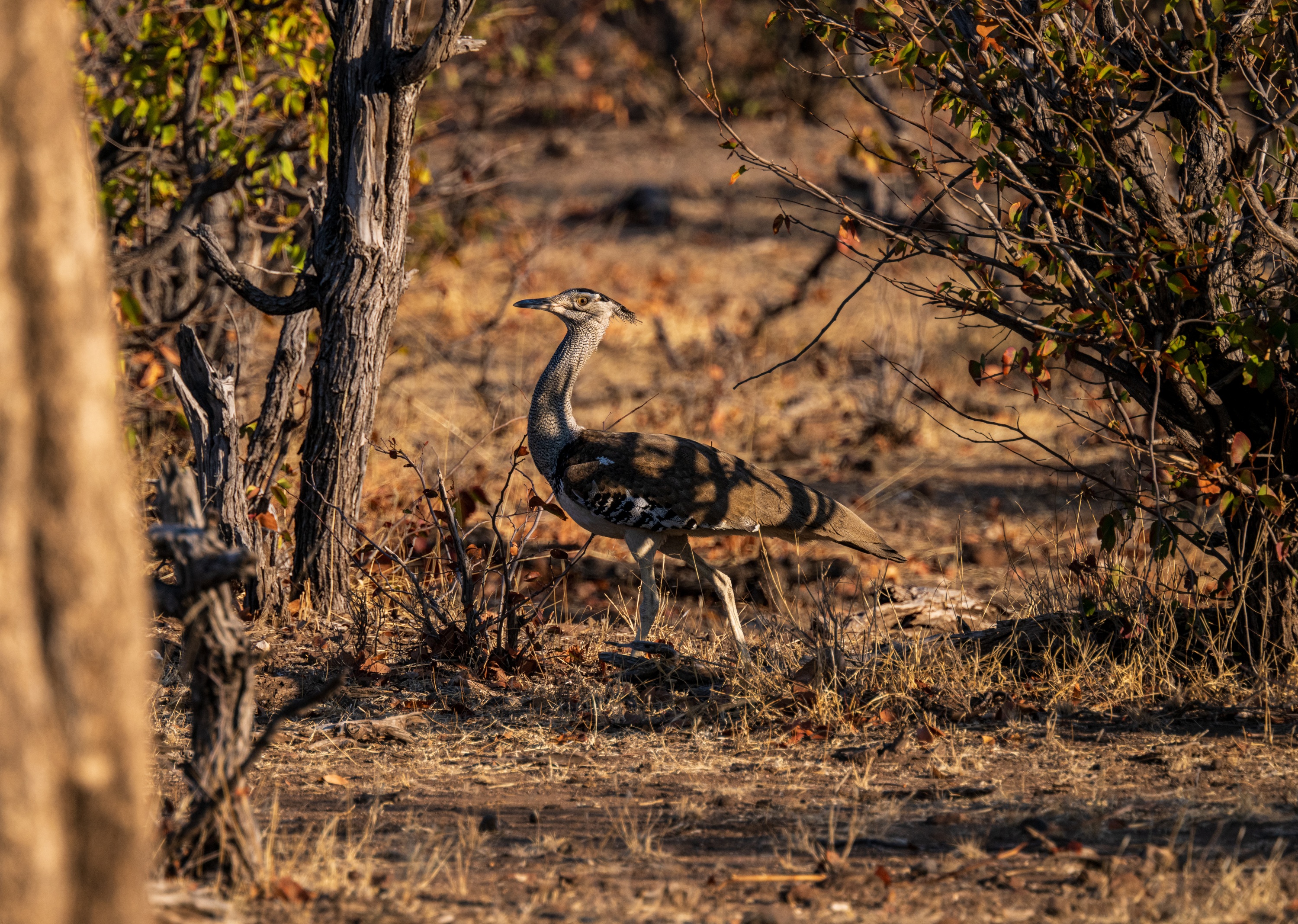 Mashatu Game Reserve, Botswana