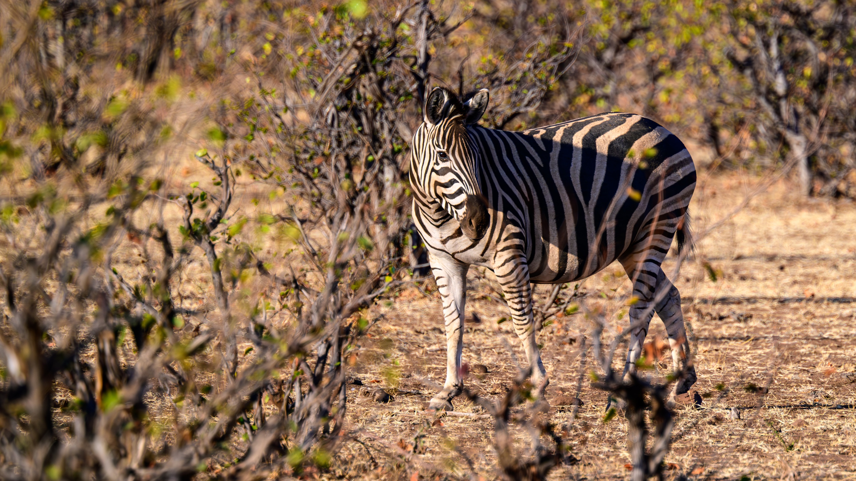 Mashatu Game Reserve, Botswana