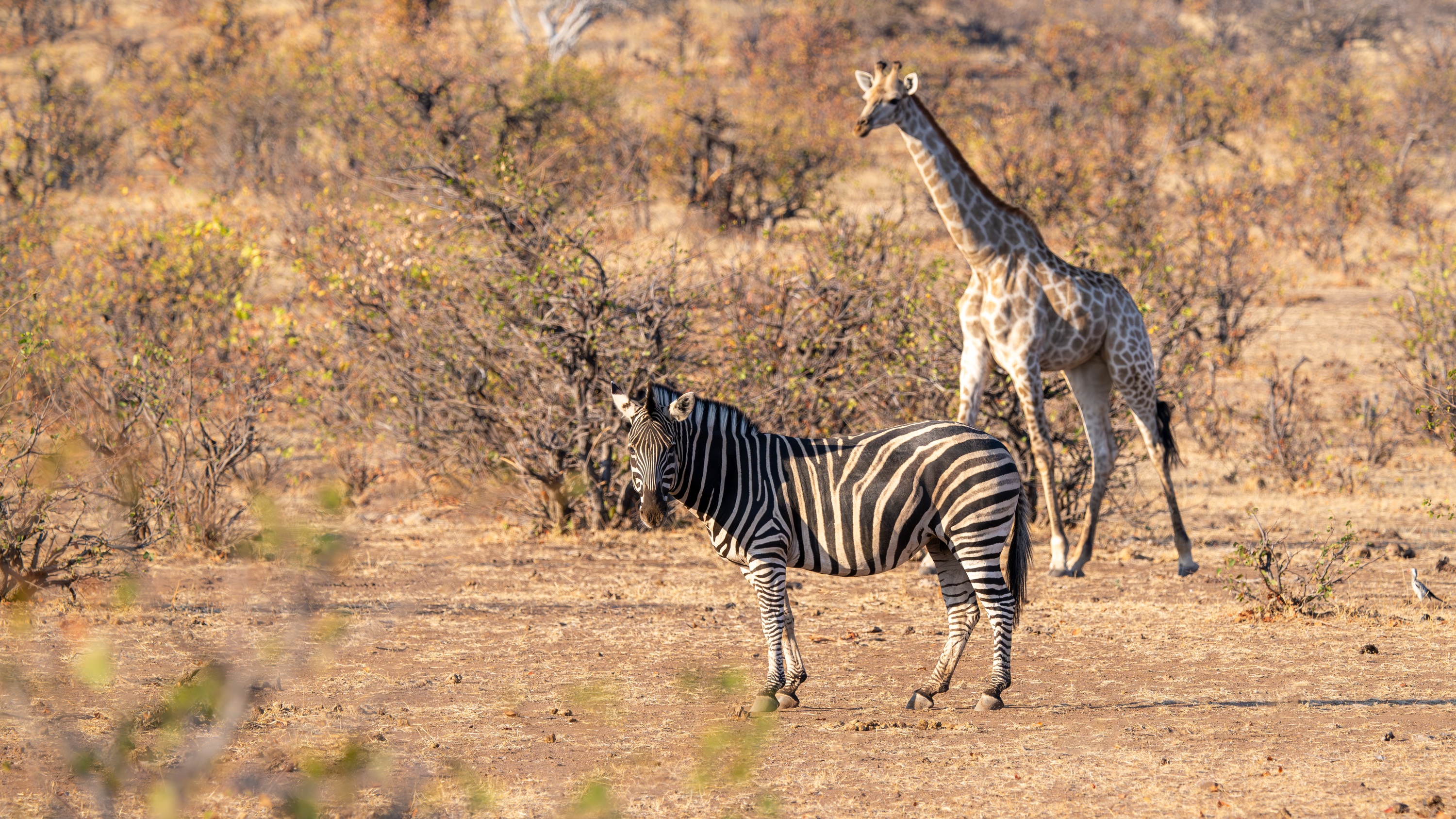 Mashatu Game Reserve, Botswana