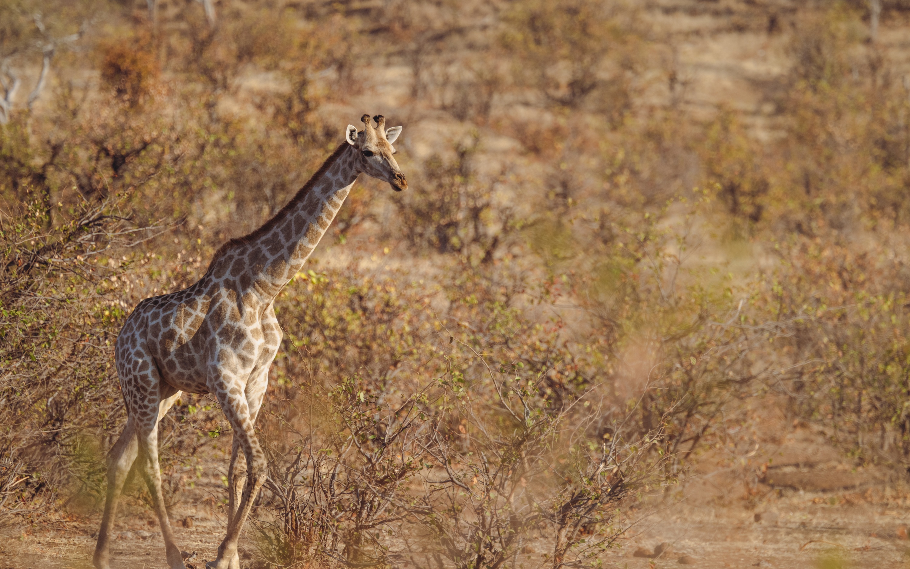 Mashatu Game Reserve, Botswana
