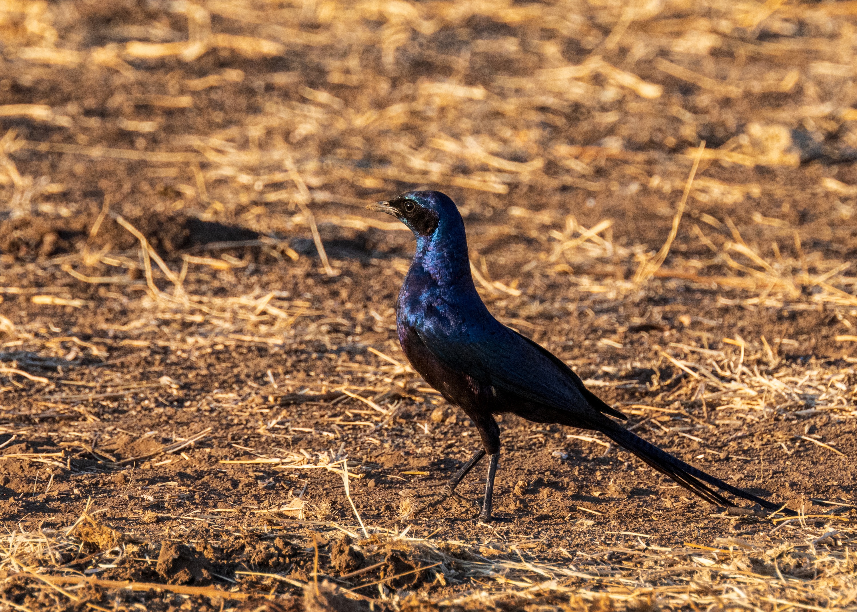 Mashatu Game Reserve, Botswana