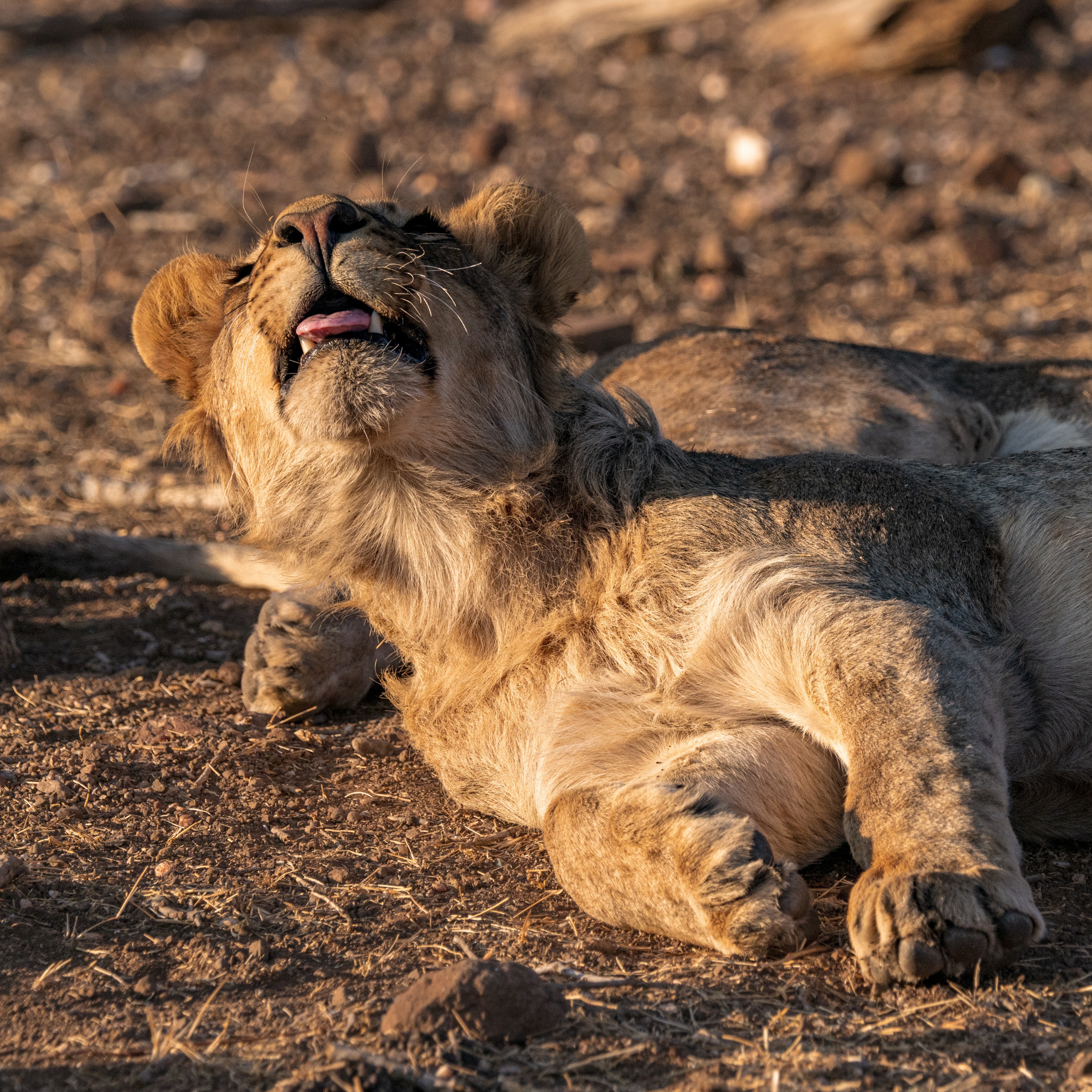 Mashatu Game Reserve, Botswana