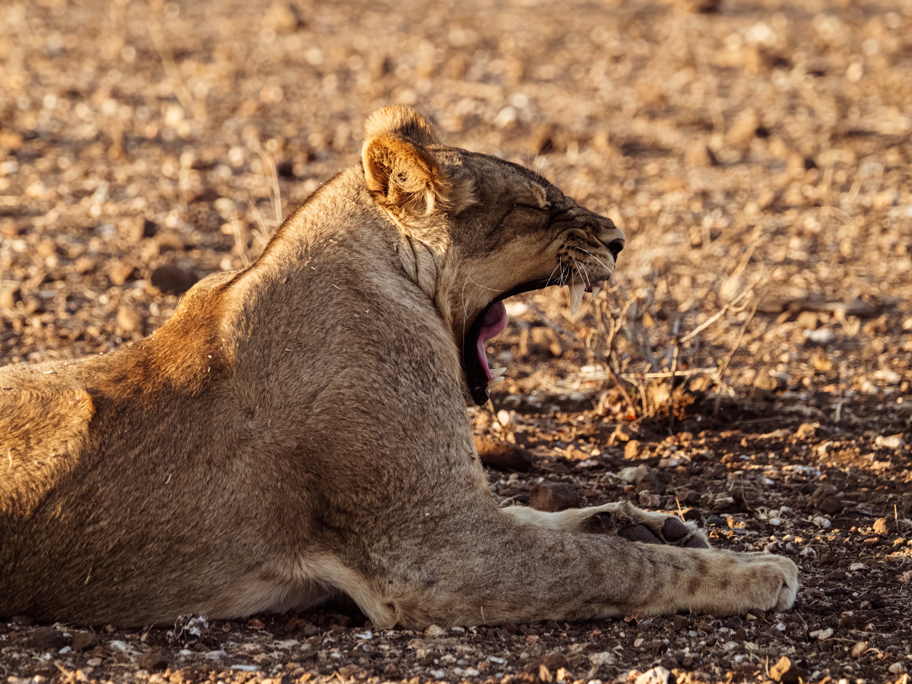 Mashatu Game Reserve, Botswana