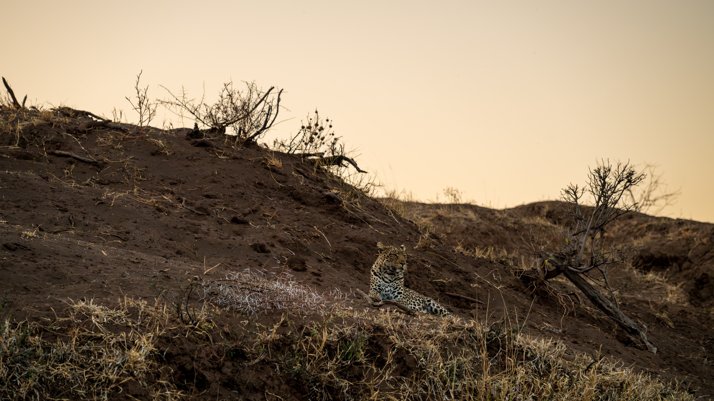 Mashatu Game Reserve, Botswana
