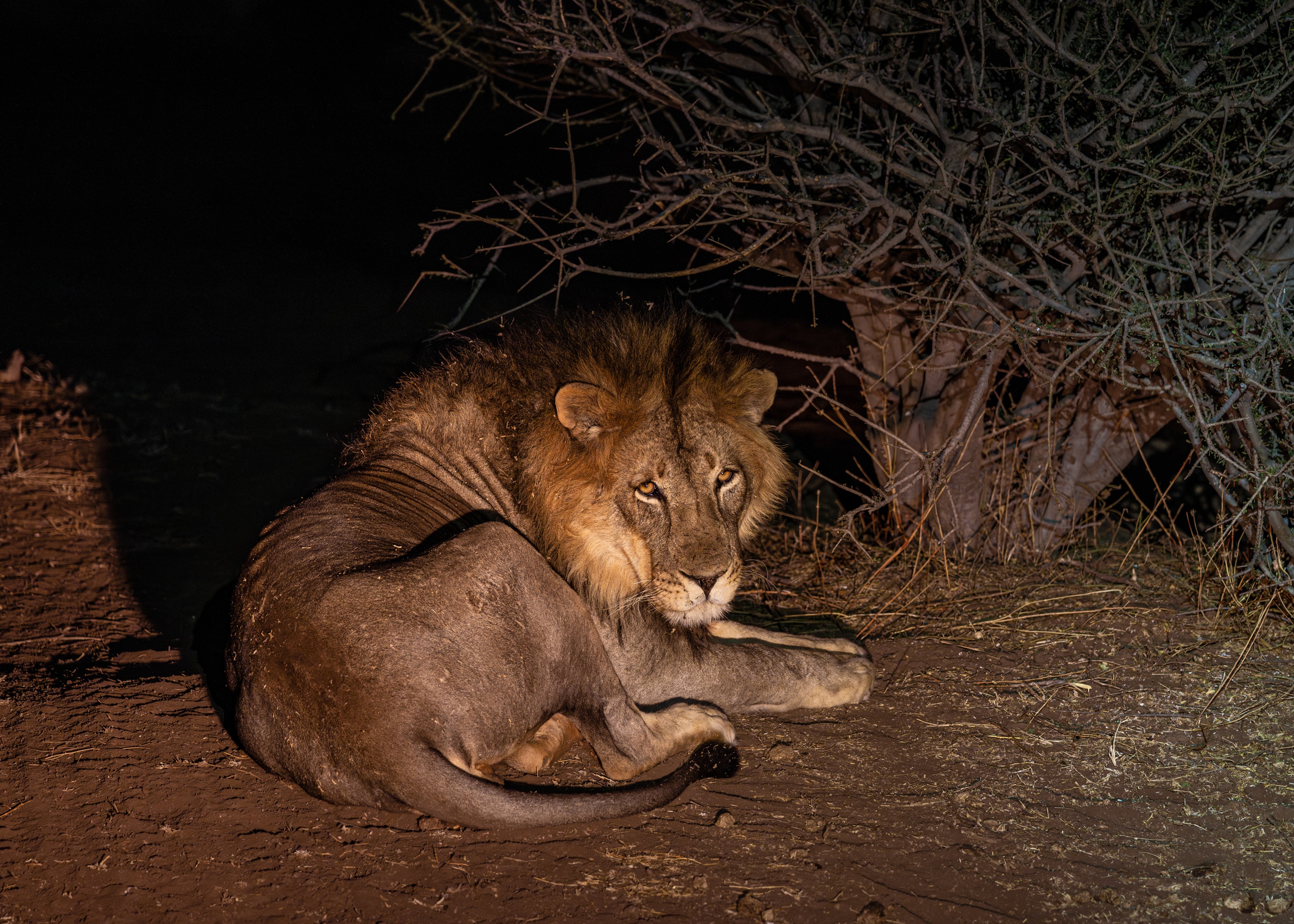 Mashatu Game Reserve, Botswana