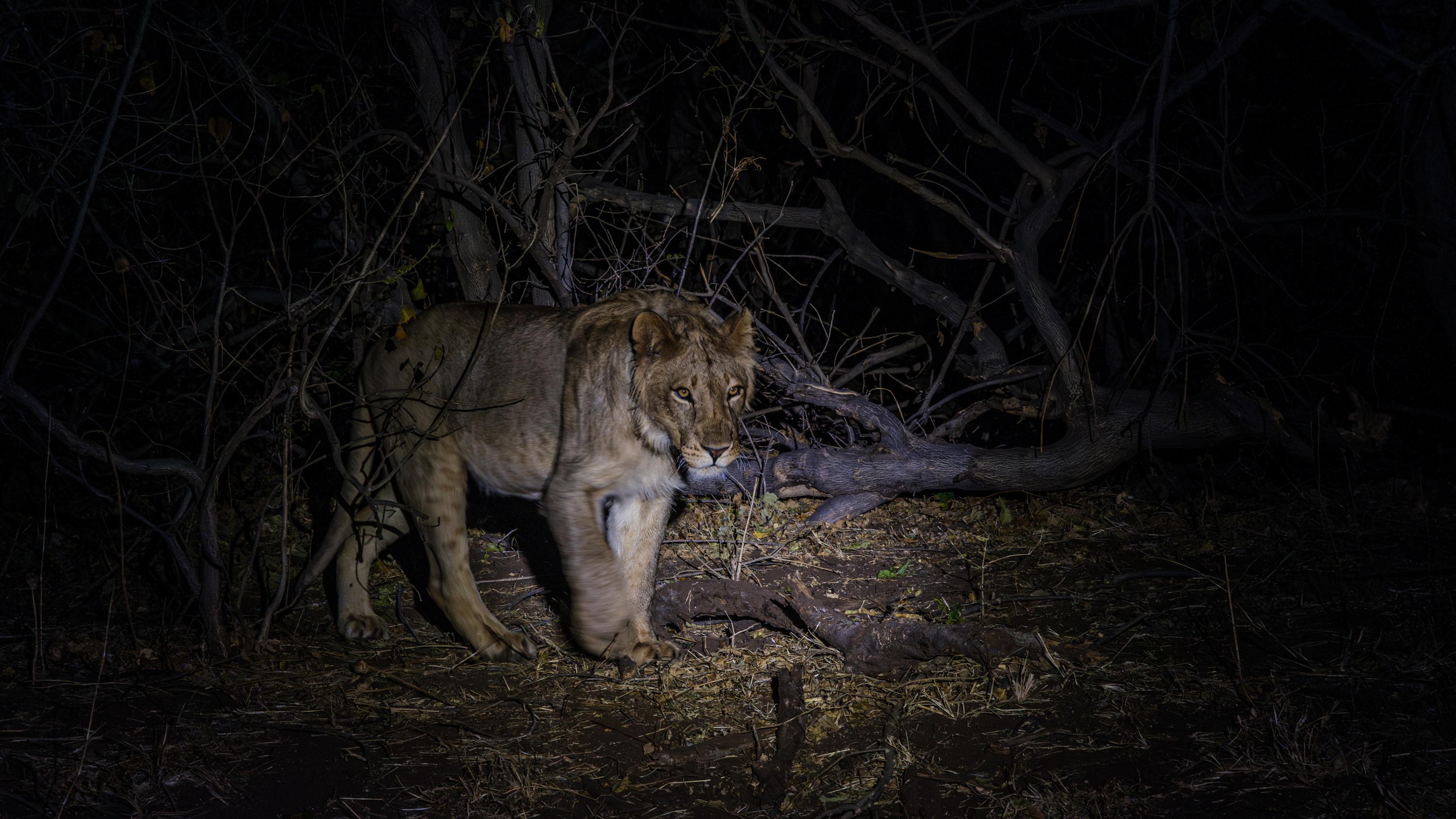 Mashatu Game Reserve, Botswana
