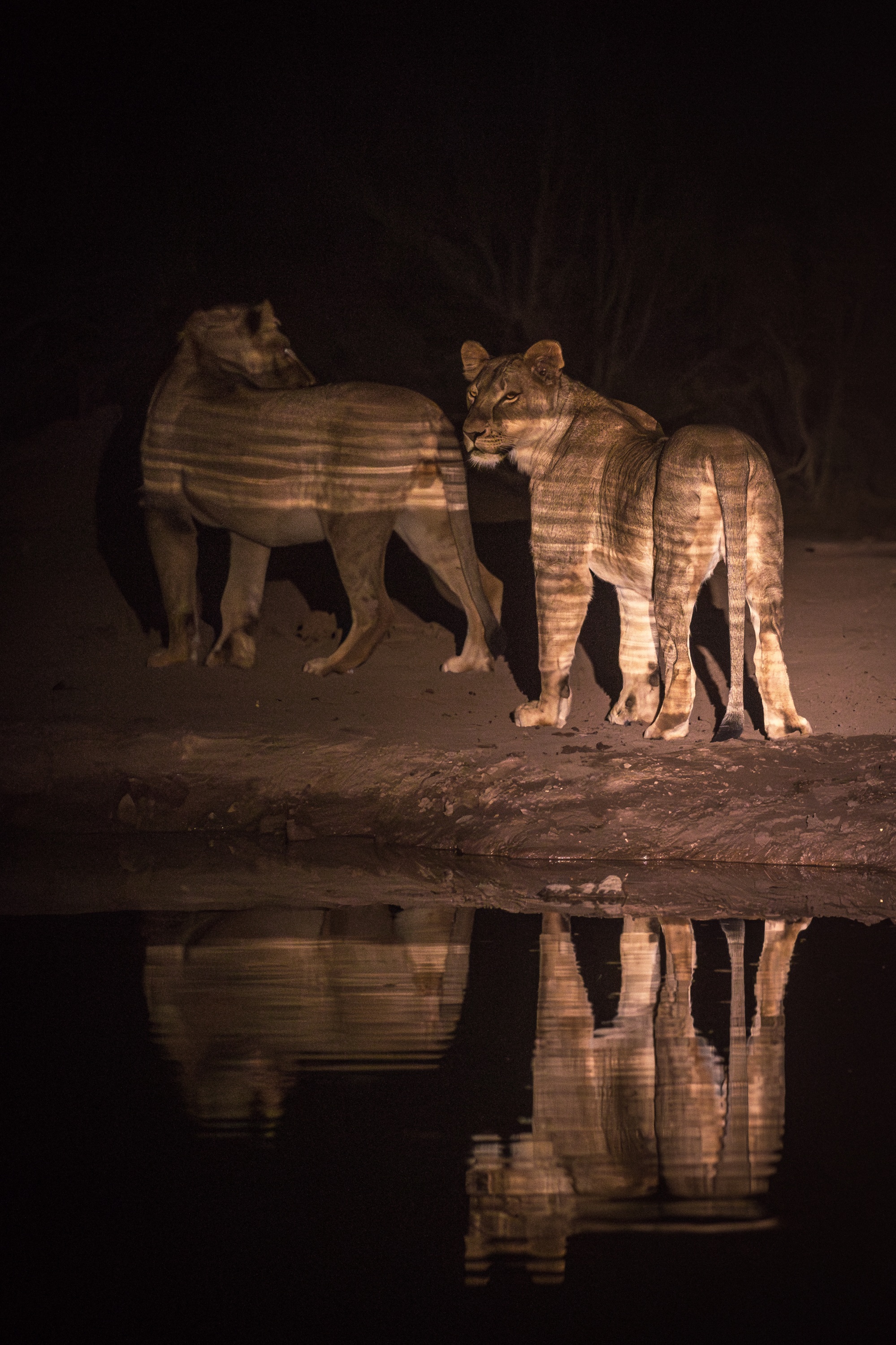 Mashatu Game Reserve, Botswana