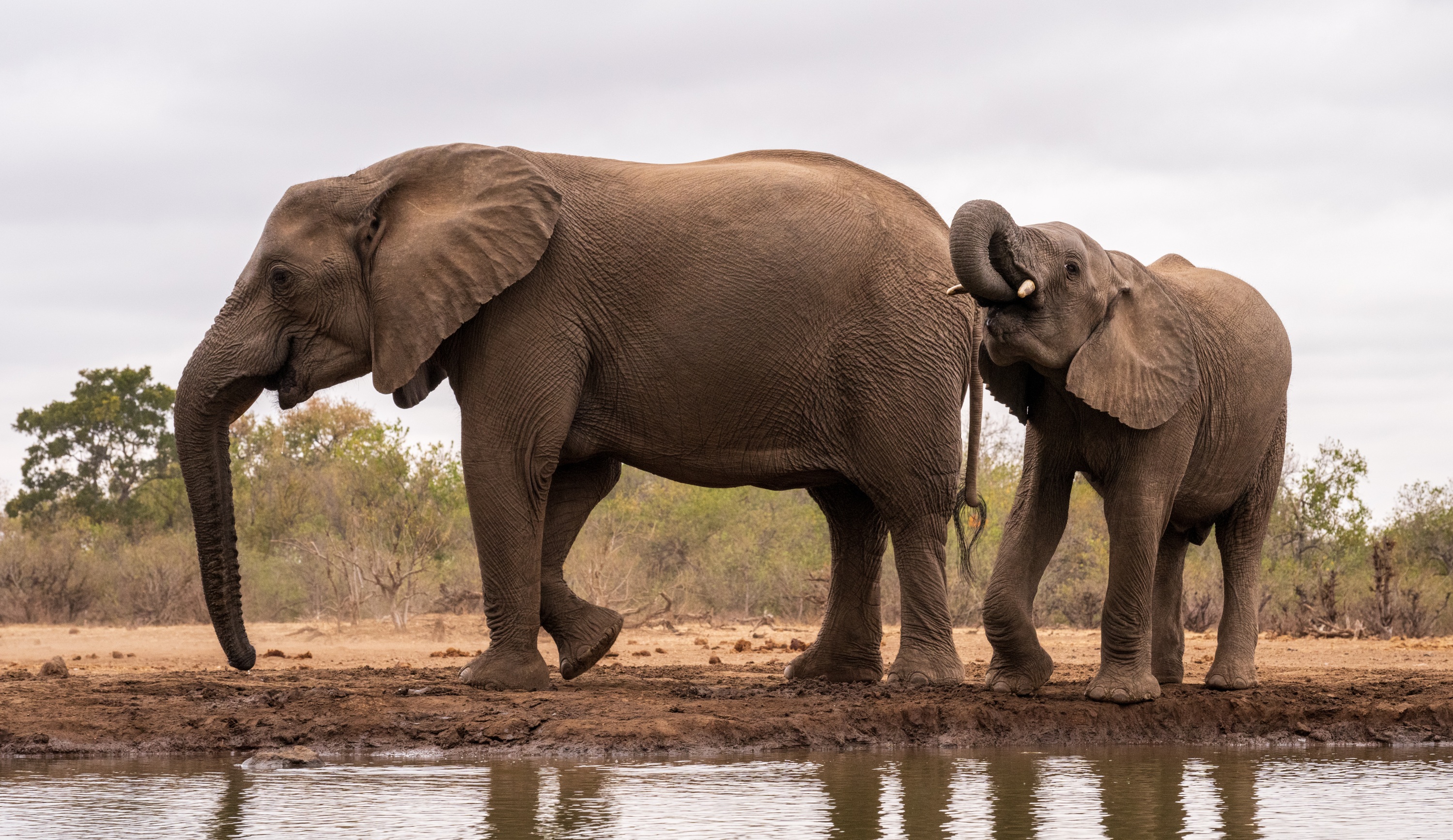 Mashatu Game Reserve, Botswana