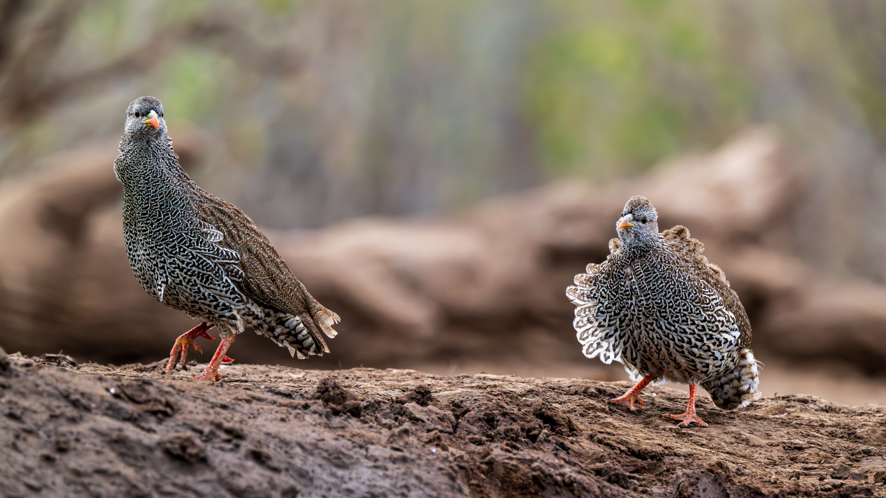 Mashatu Game Reserve, Botswana