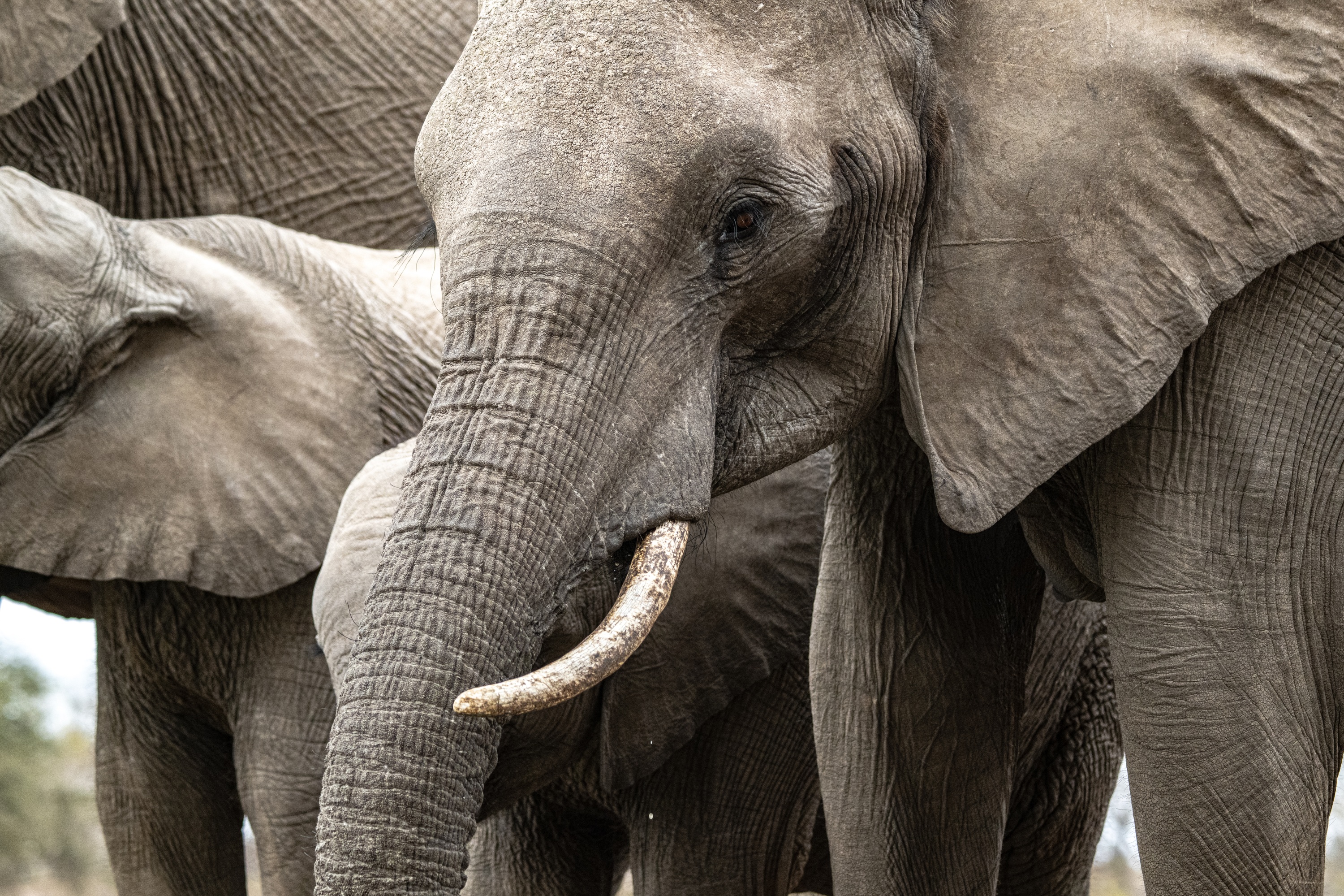 Mashatu Game Reserve, Botswana