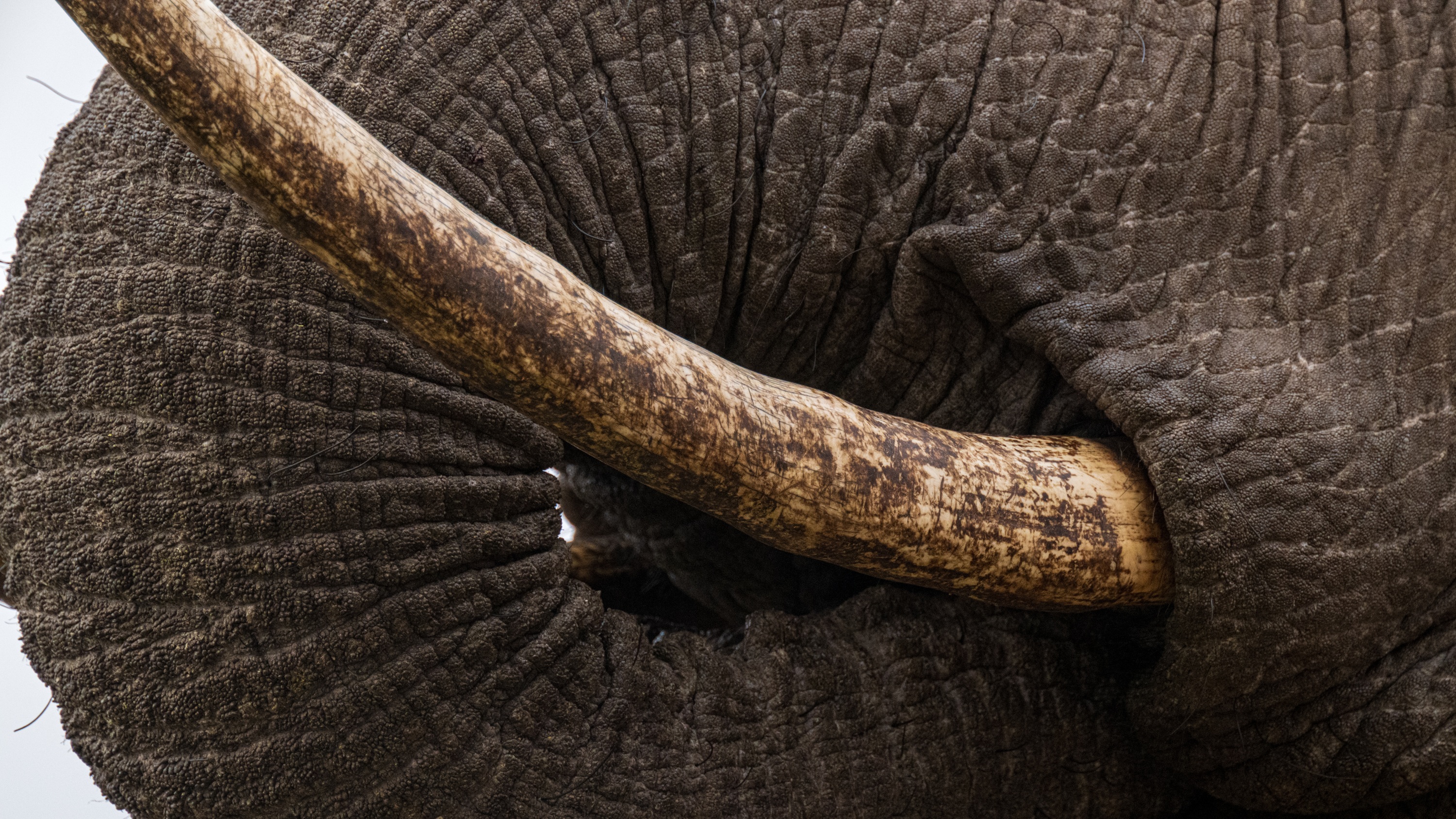 Mashatu Game Reserve, Botswana