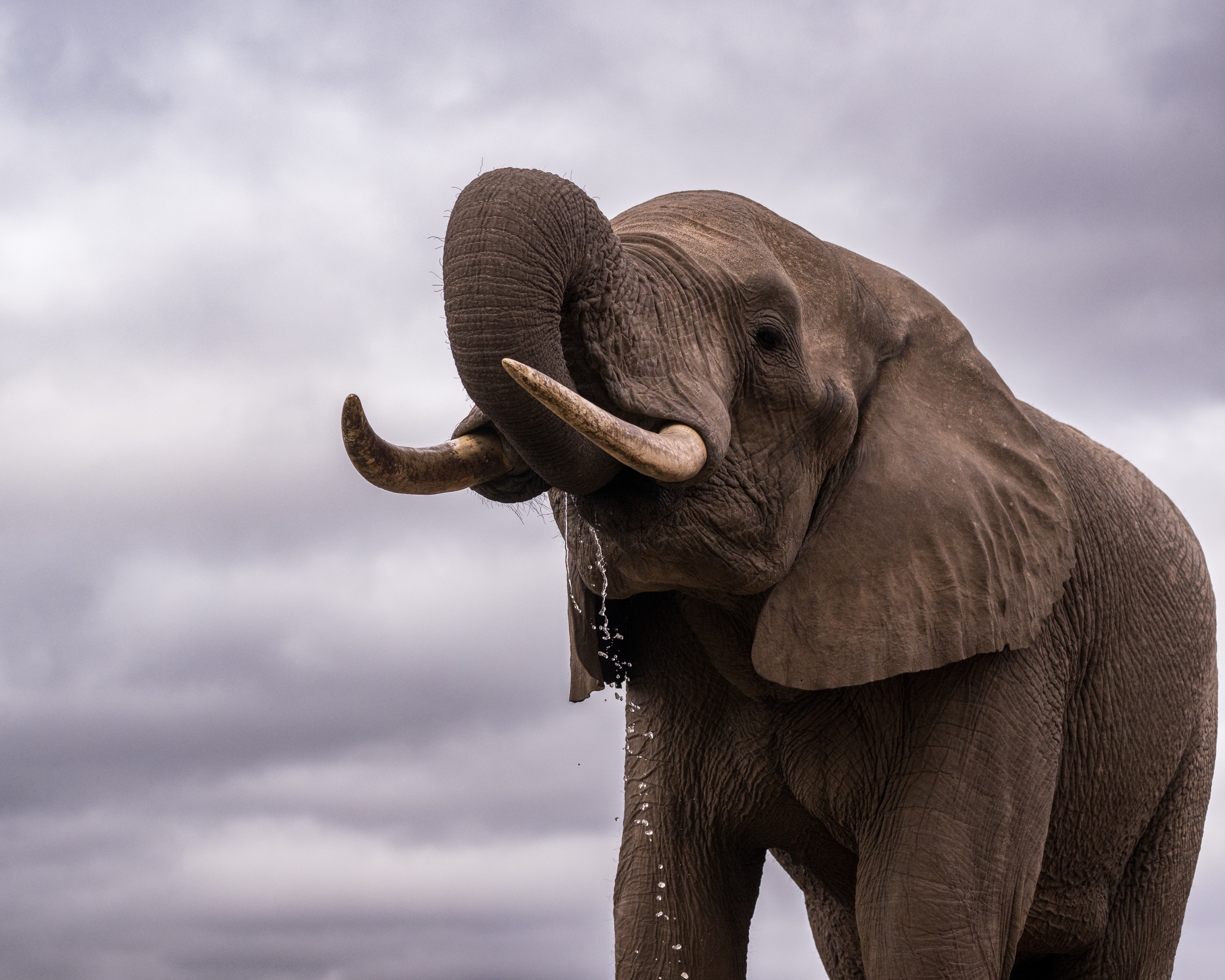 Mashatu Game Reserve, Botswana