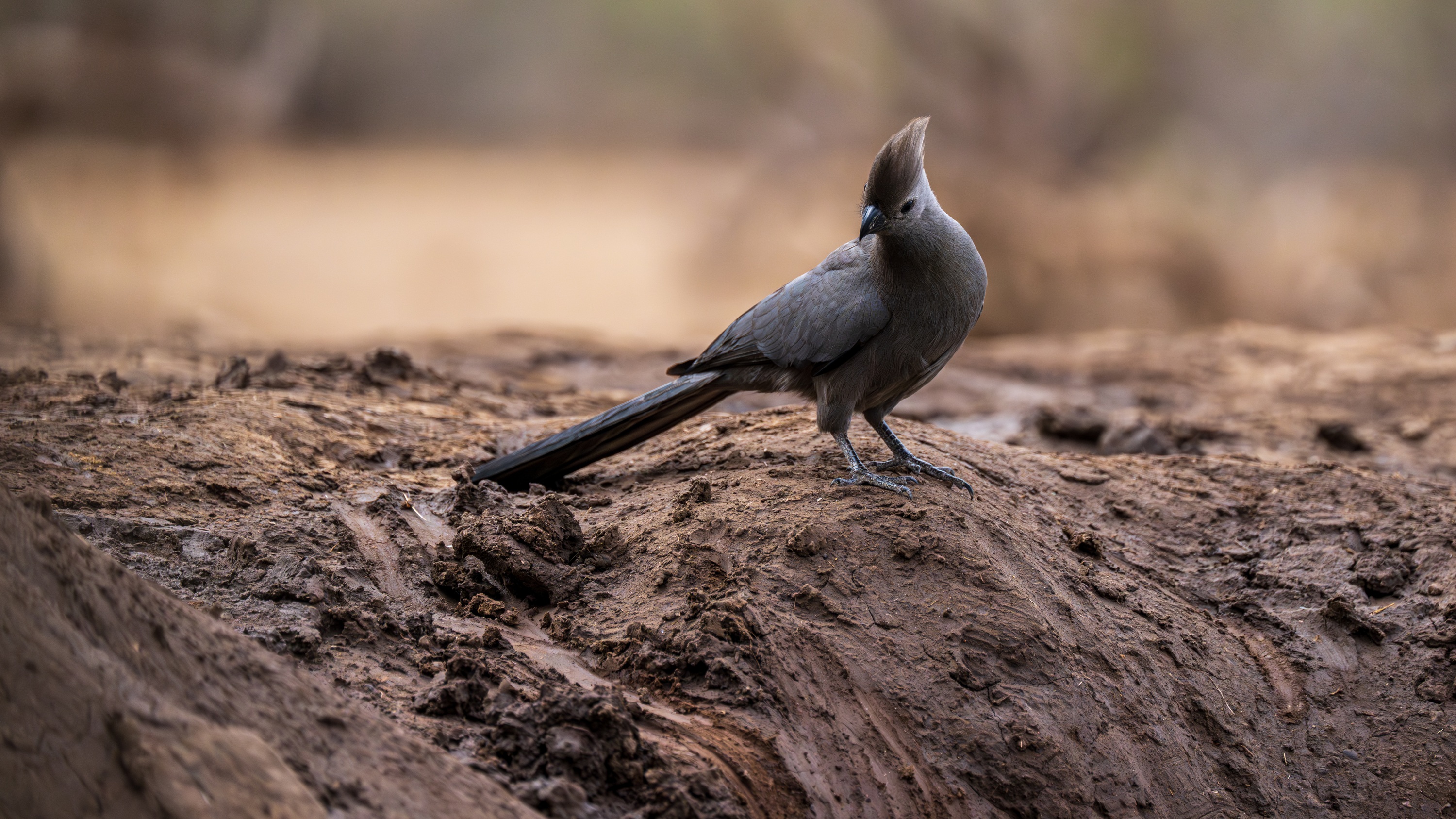Mashatu Game Reserve, Botswana