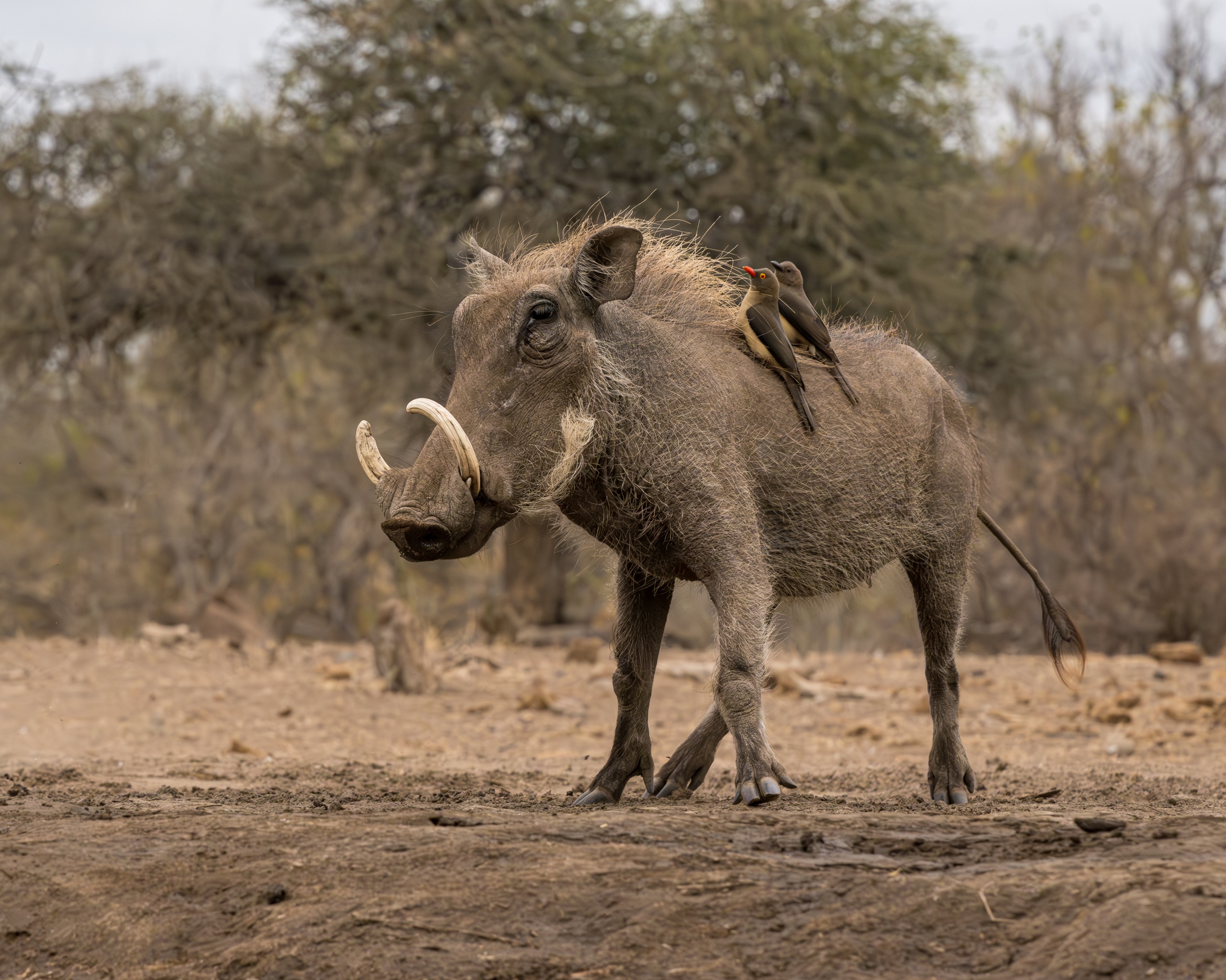 Mashatu Game Reserve, Botswana