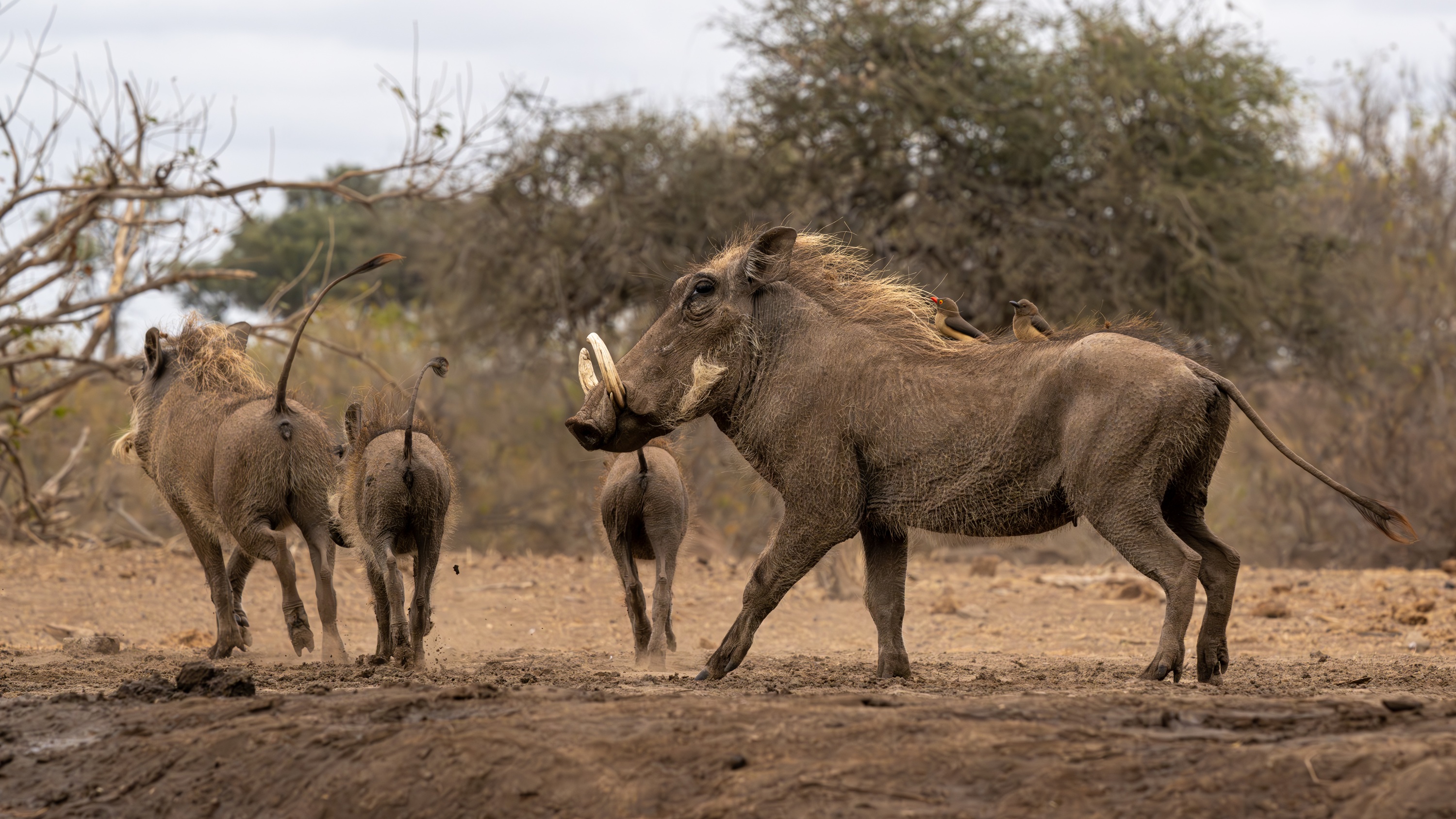 Mashatu Game Reserve, Botswana