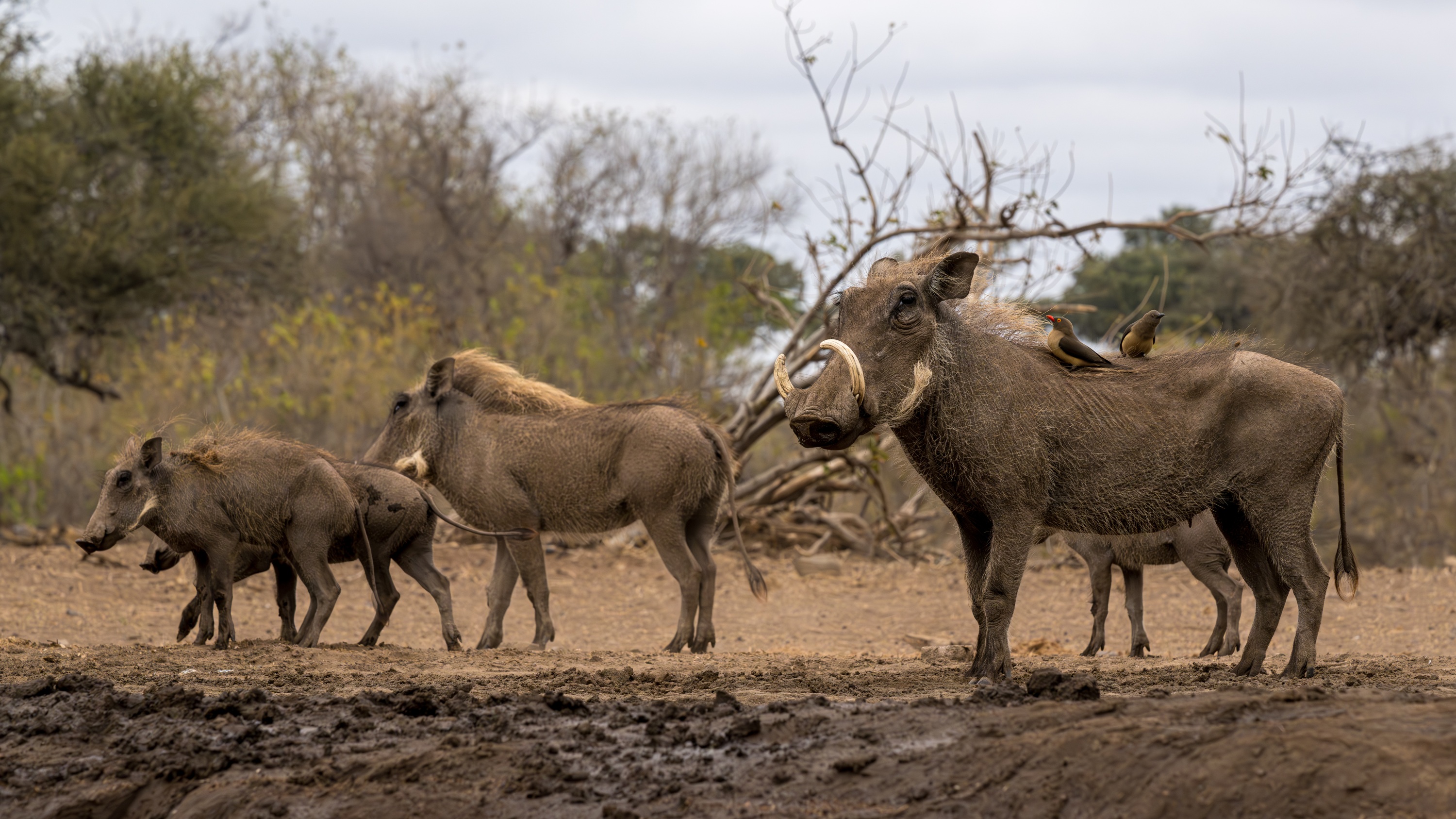 Mashatu Game Reserve, Botswana