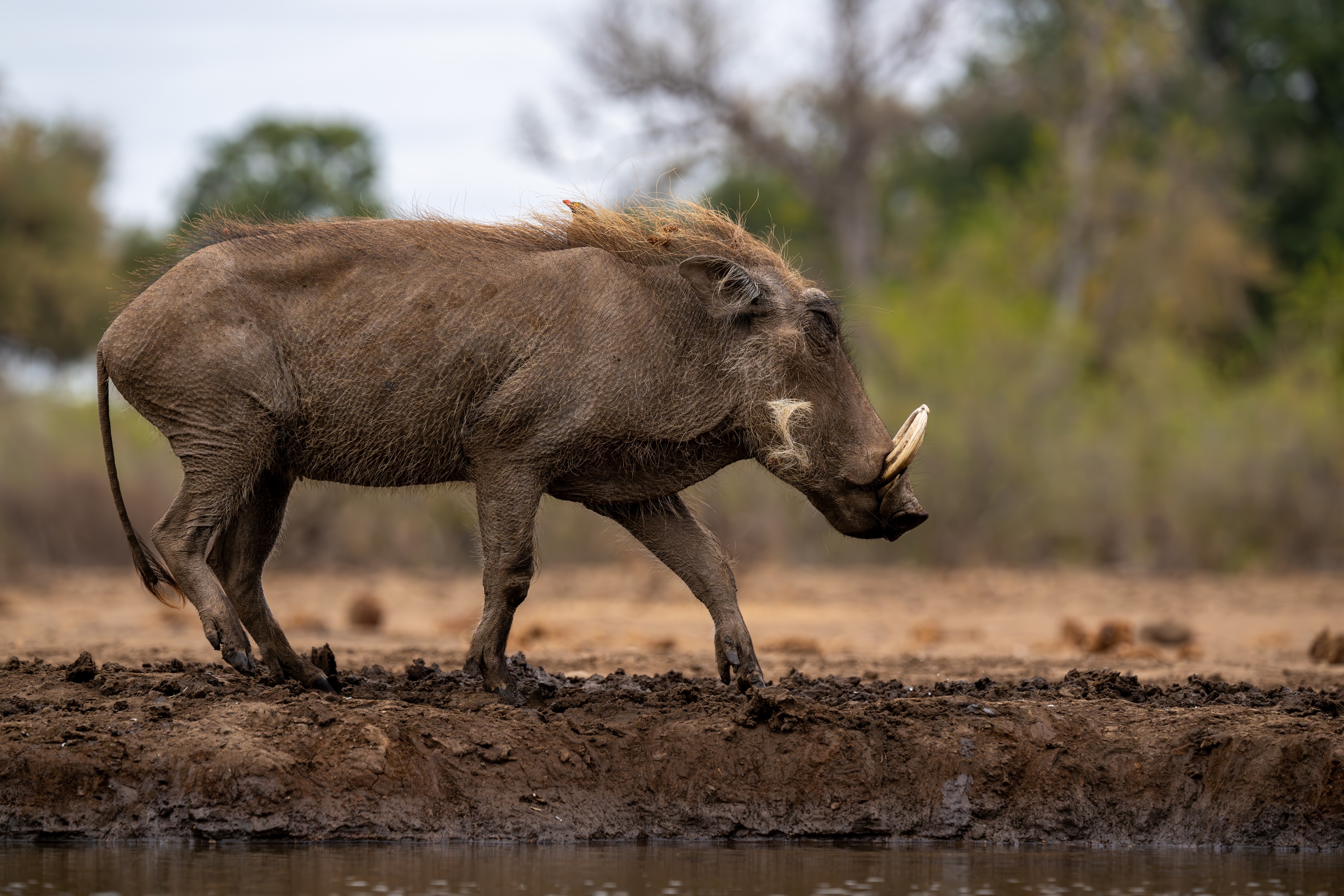 Mashatu Game Reserve, Botswana
