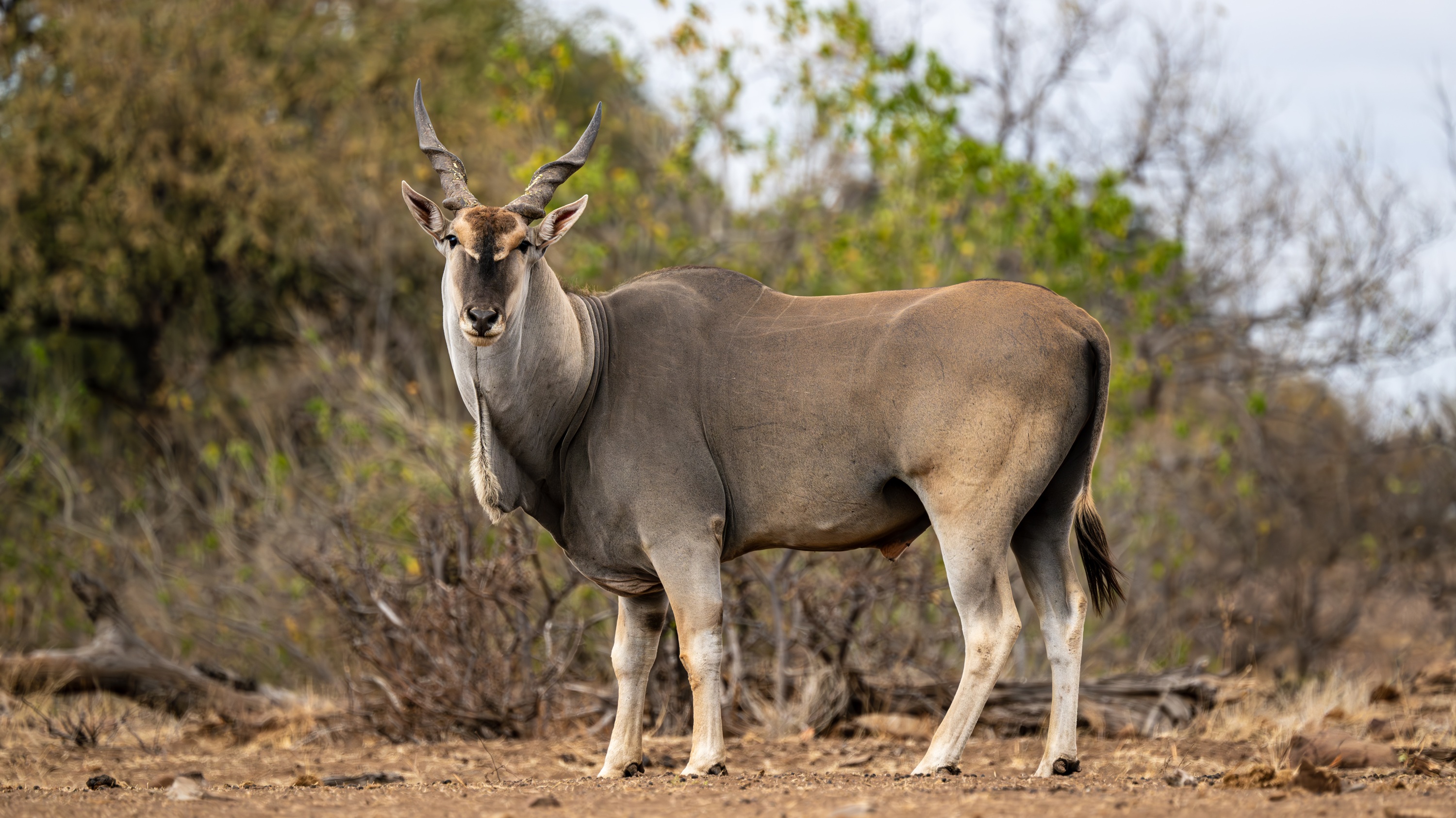 Mashatu Game Reserve, Botswana