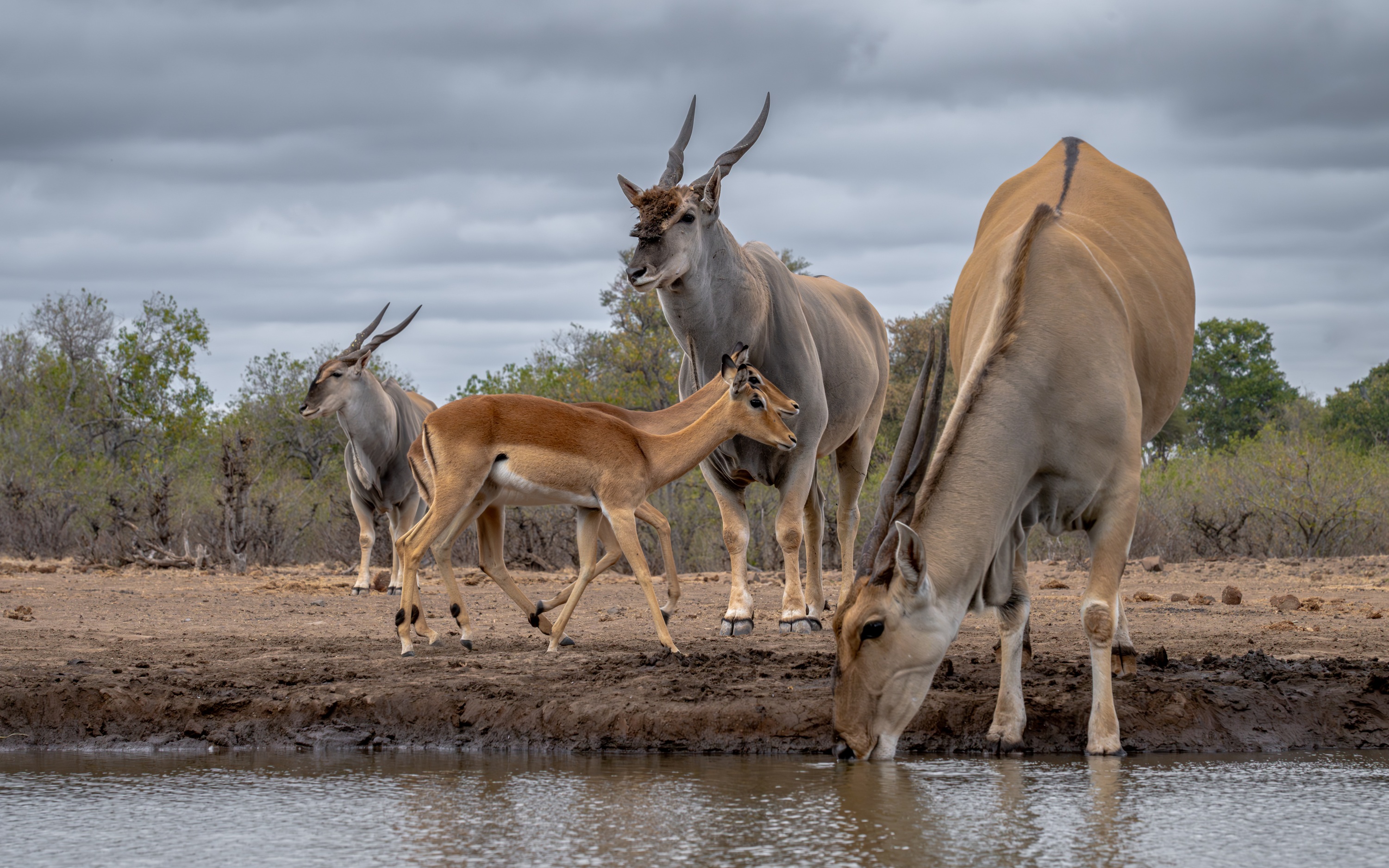 Mashatu Game Reserve, Botswana