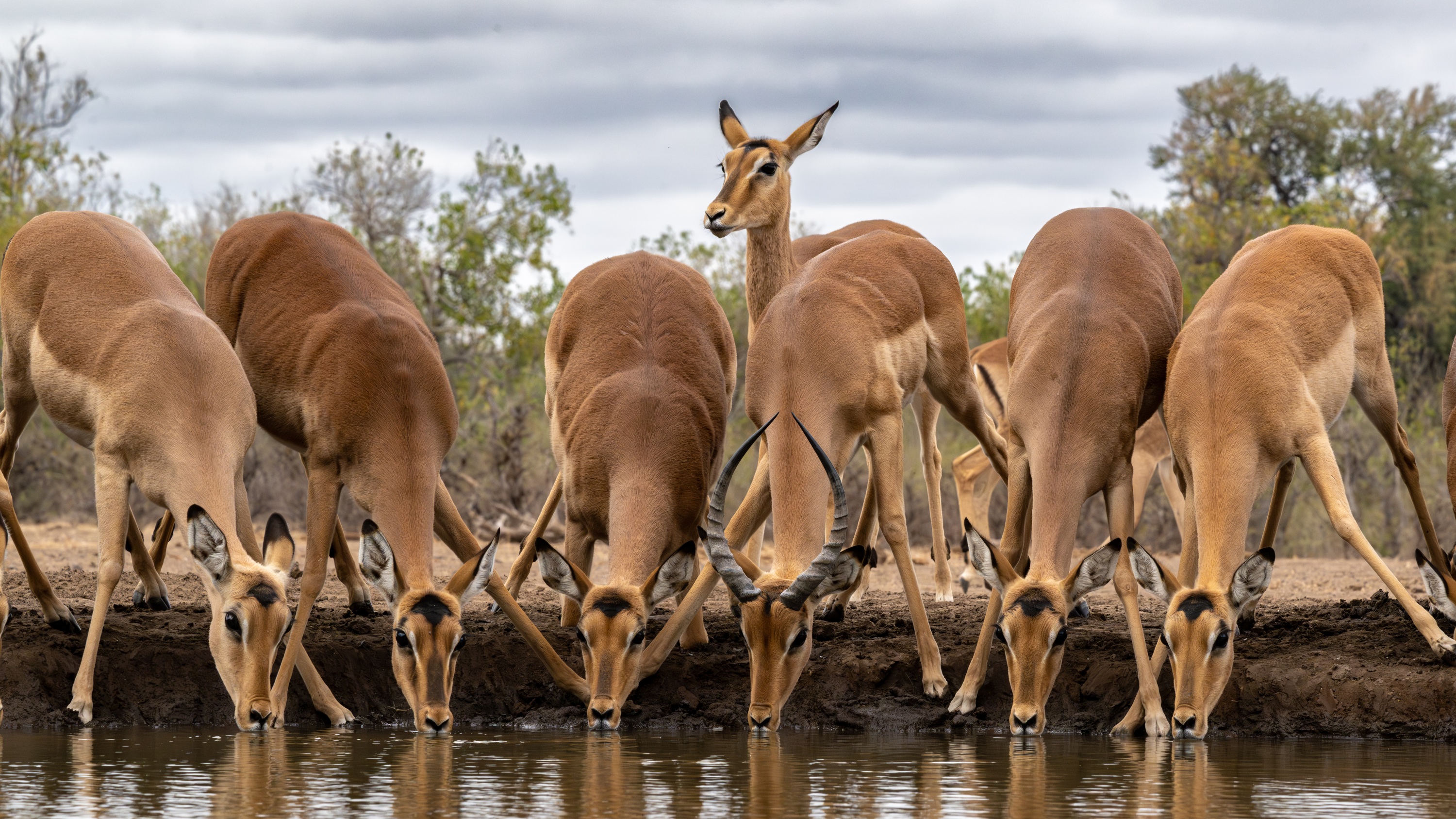 Mashatu Game Reserve, Botswana
