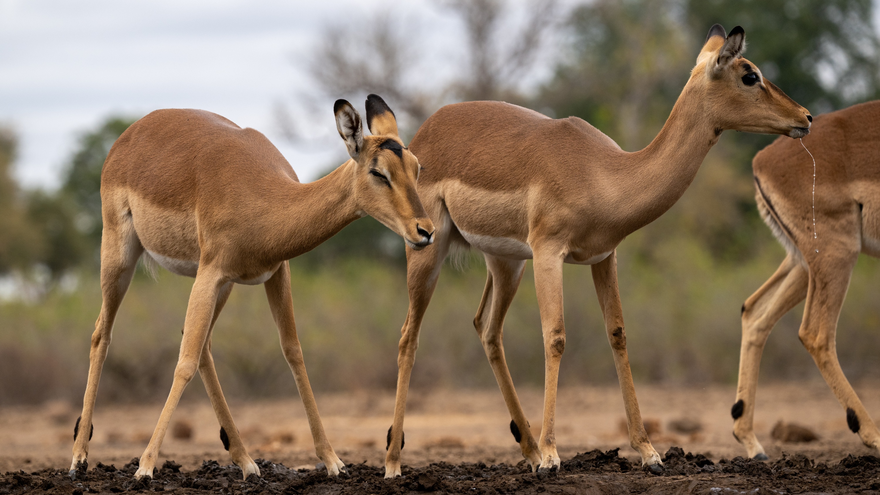 Mashatu Game Reserve, Botswana