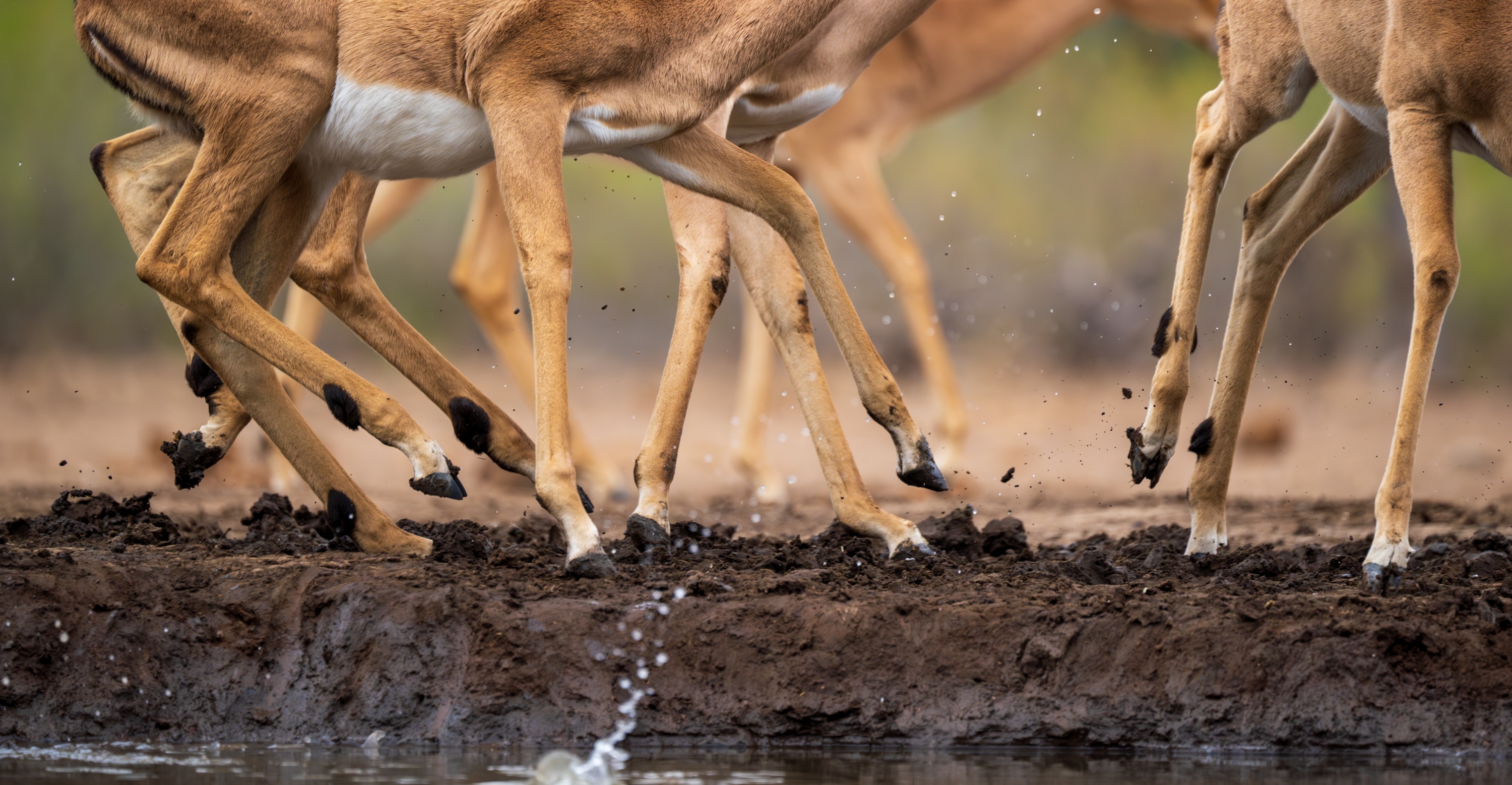 Mashatu Game Reserve, Botswana