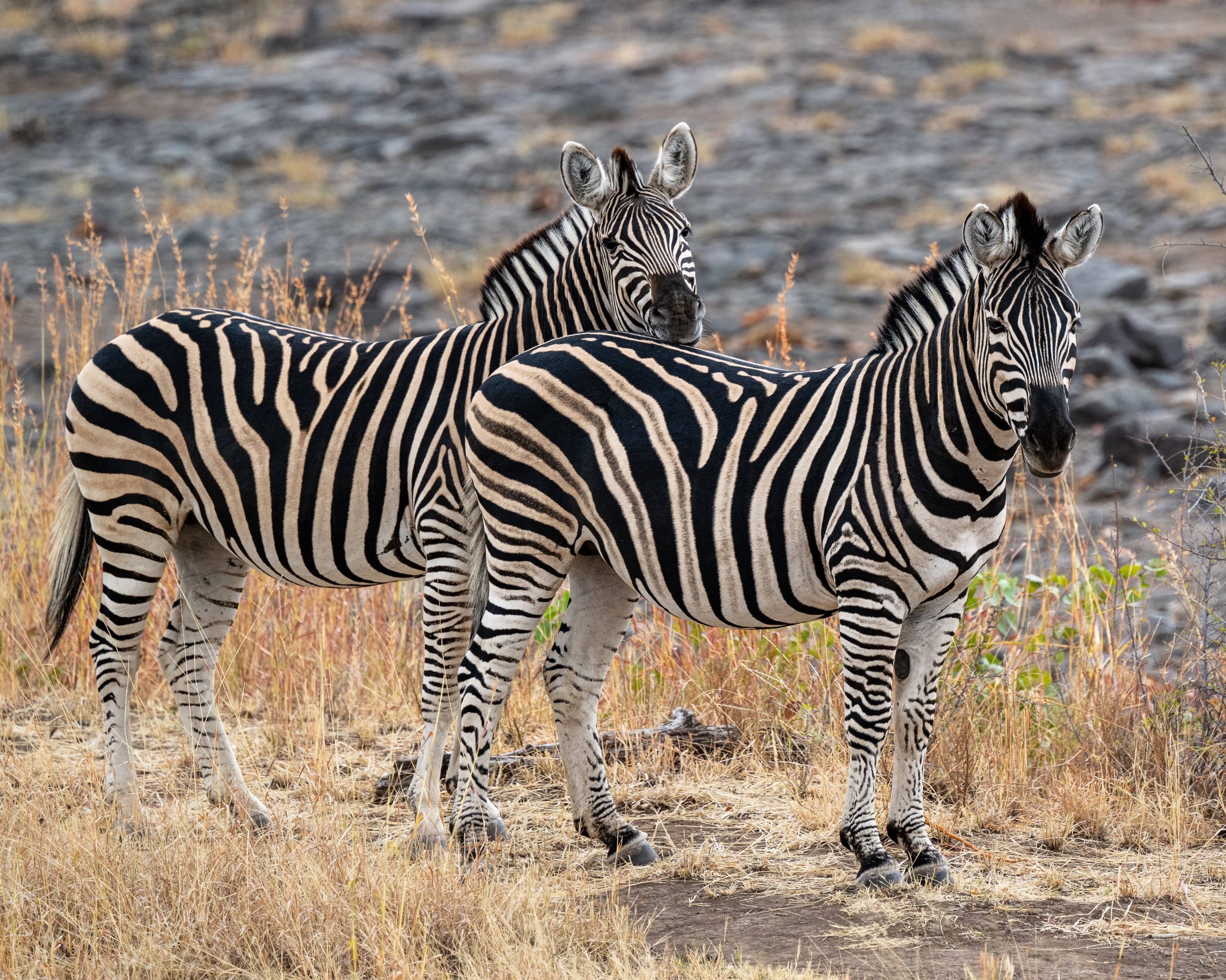 Mashatu Game Reserve, Botswana