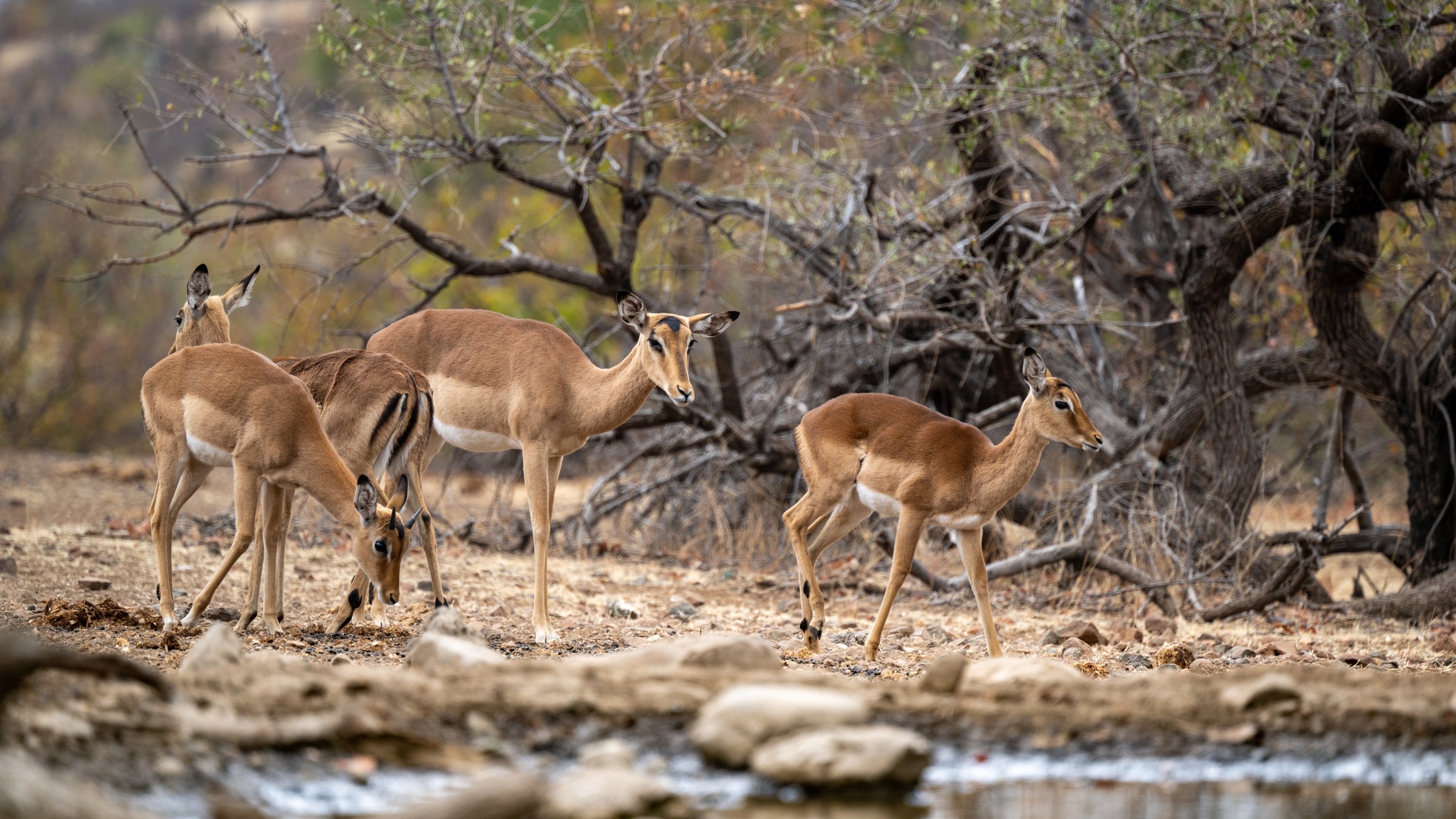 Mashatu Game Reserve, Botswana