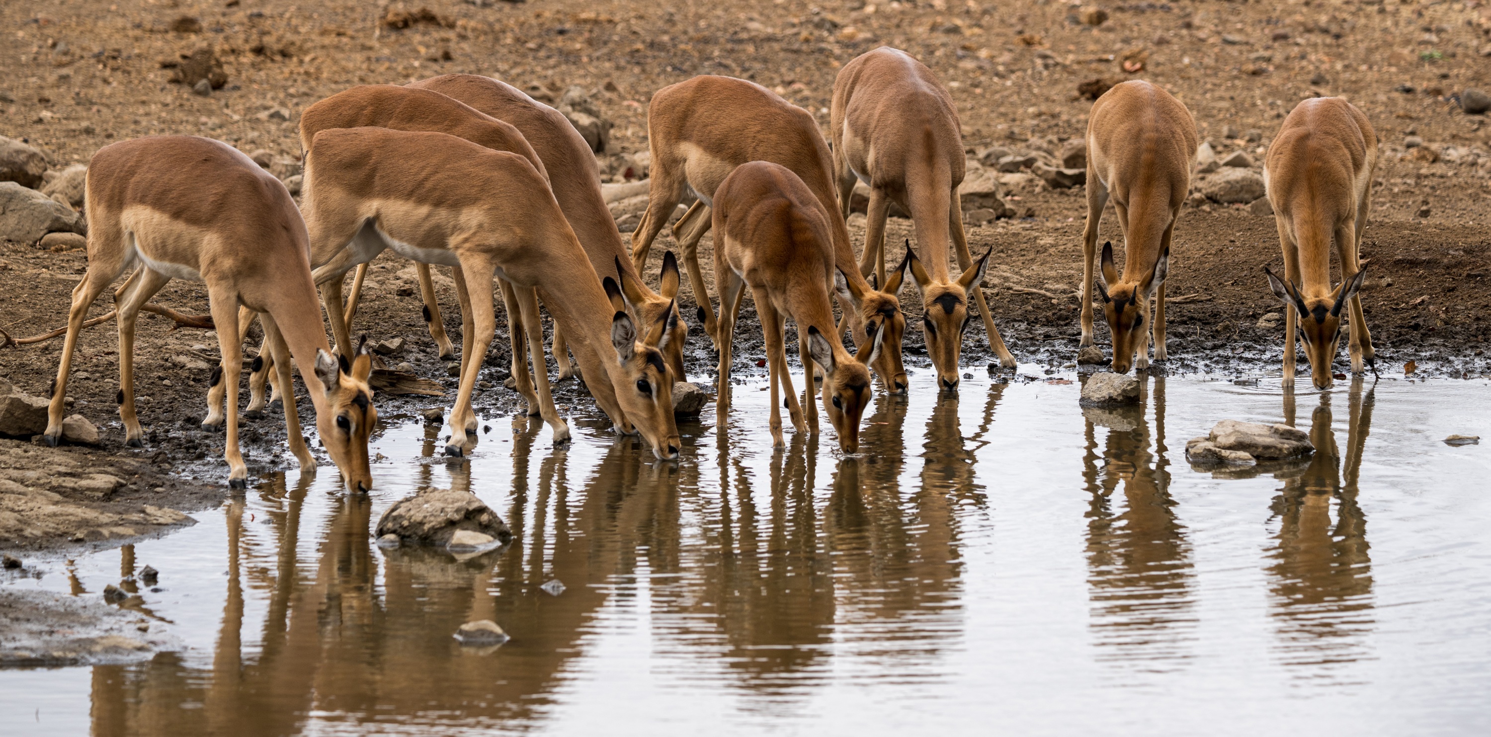 Mashatu Game Reserve, Botswana