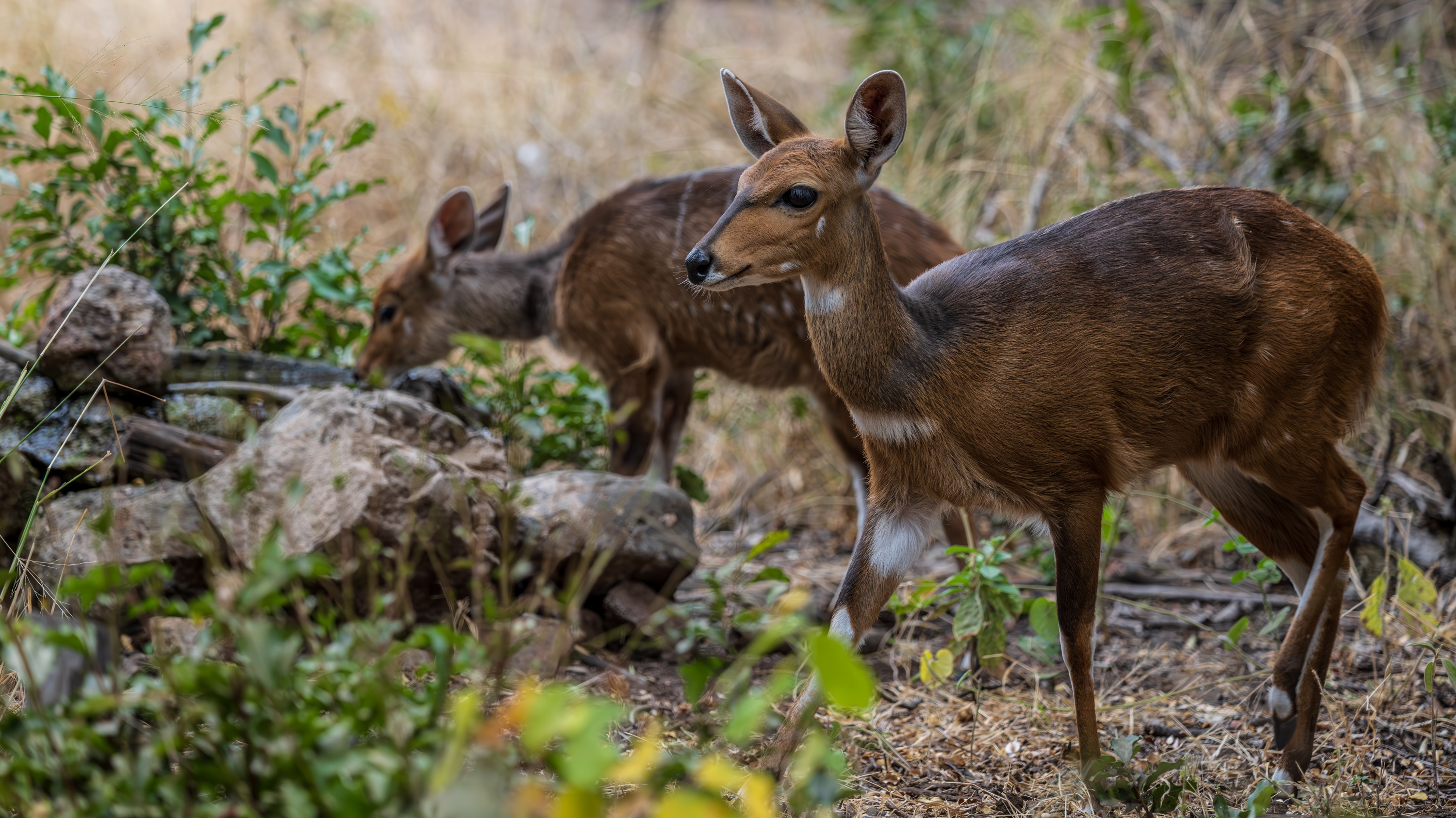 Mashatu Game Reserve, Botswana