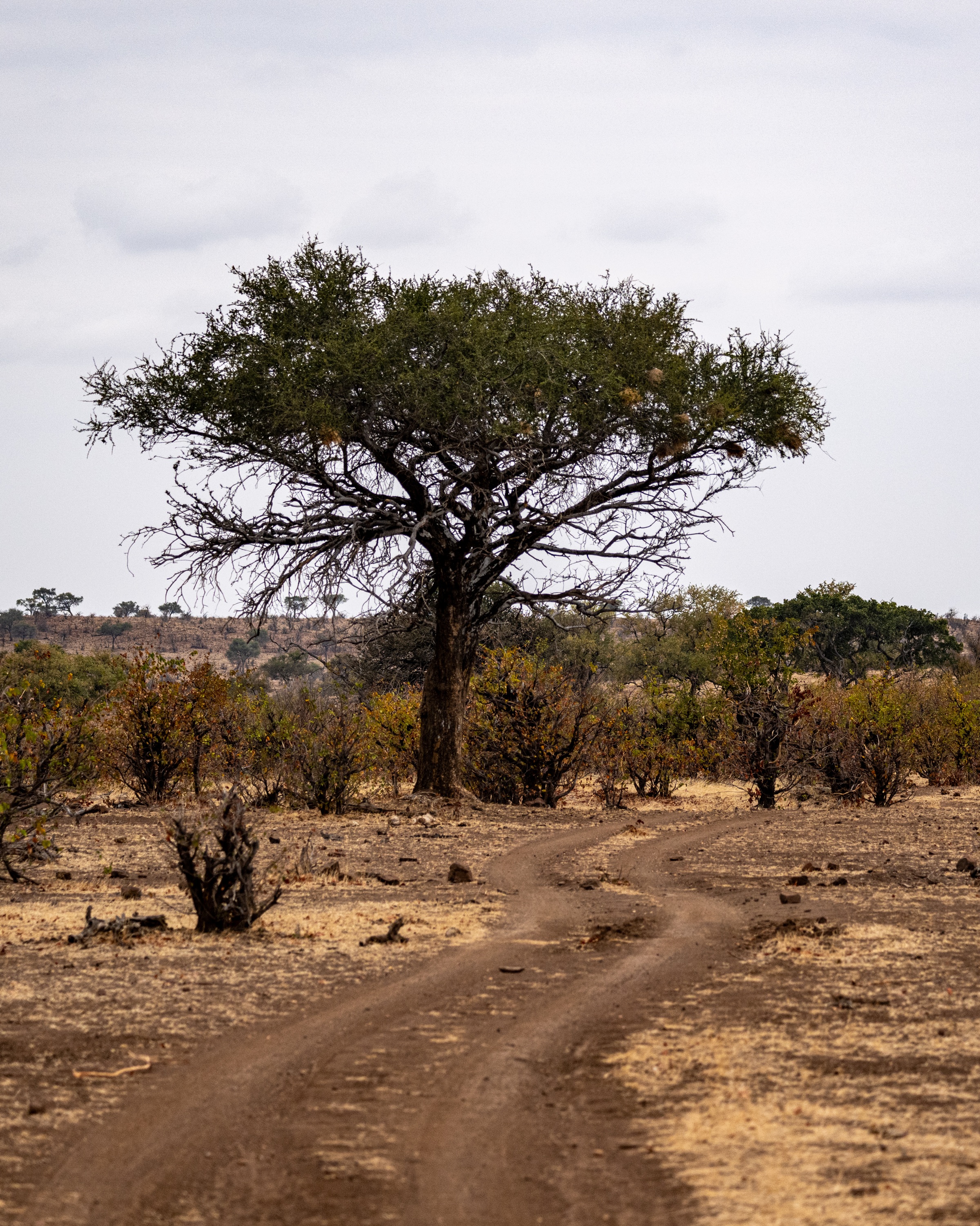 Mashatu Game Reserve, Botswana