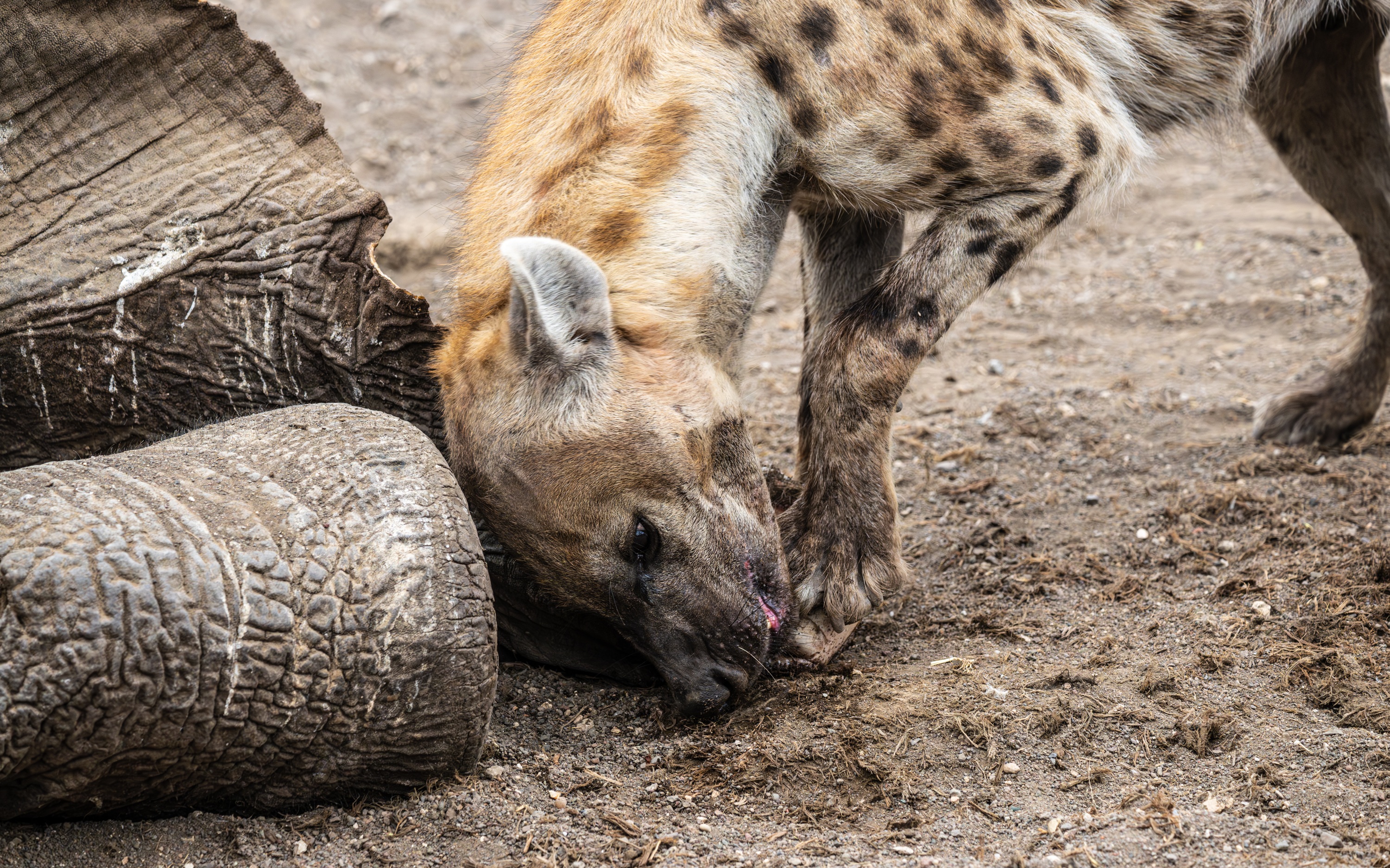 Mashatu Game Reserve, Botswana