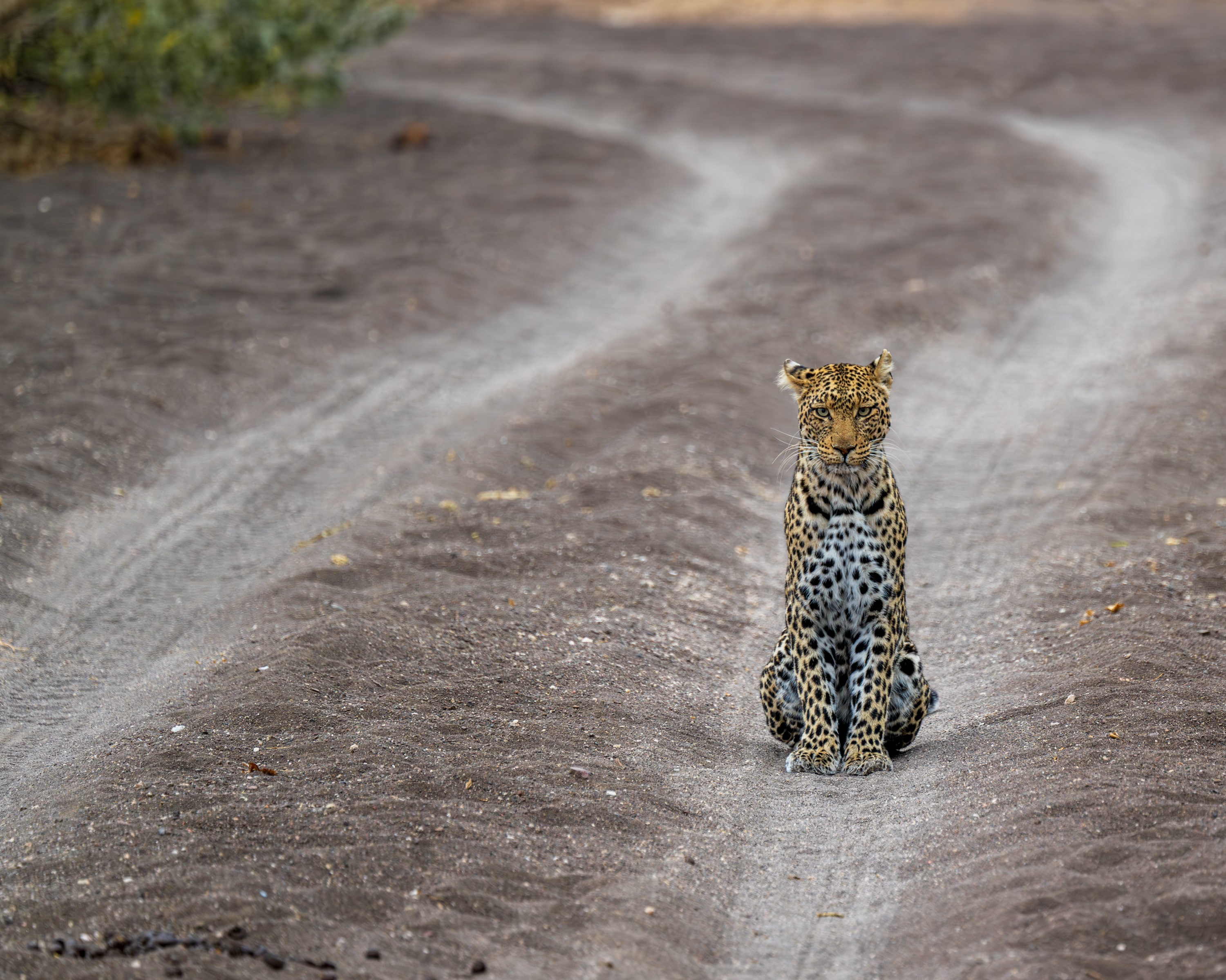 Mashatu Game Reserve, Botswana