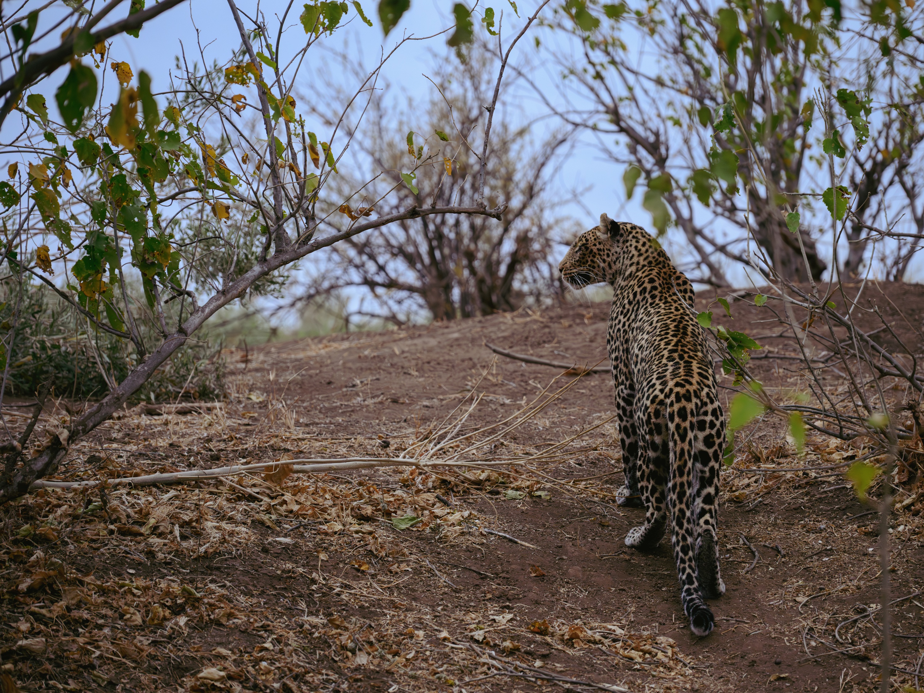 Mashatu Game Reserve, Botswana