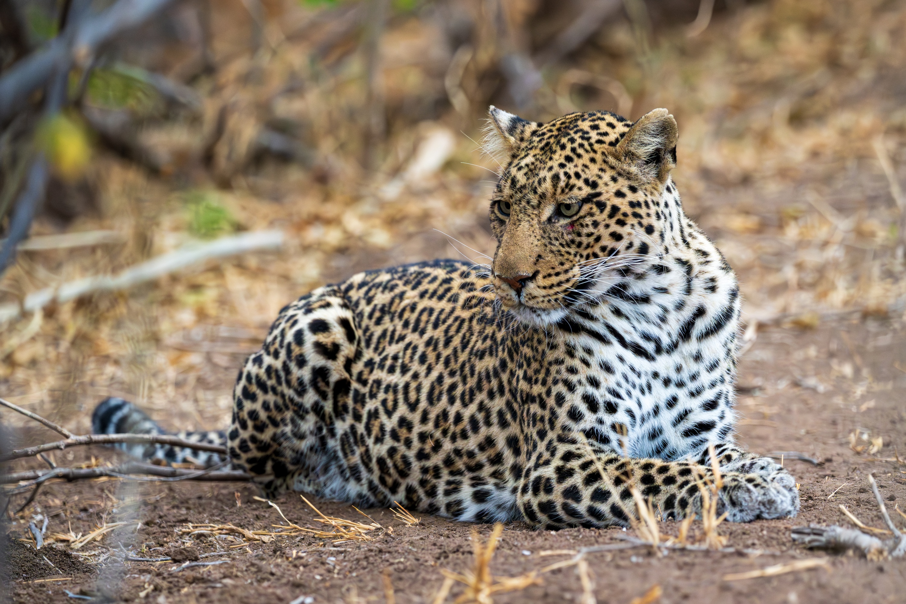 Mashatu Game Reserve, Botswana
