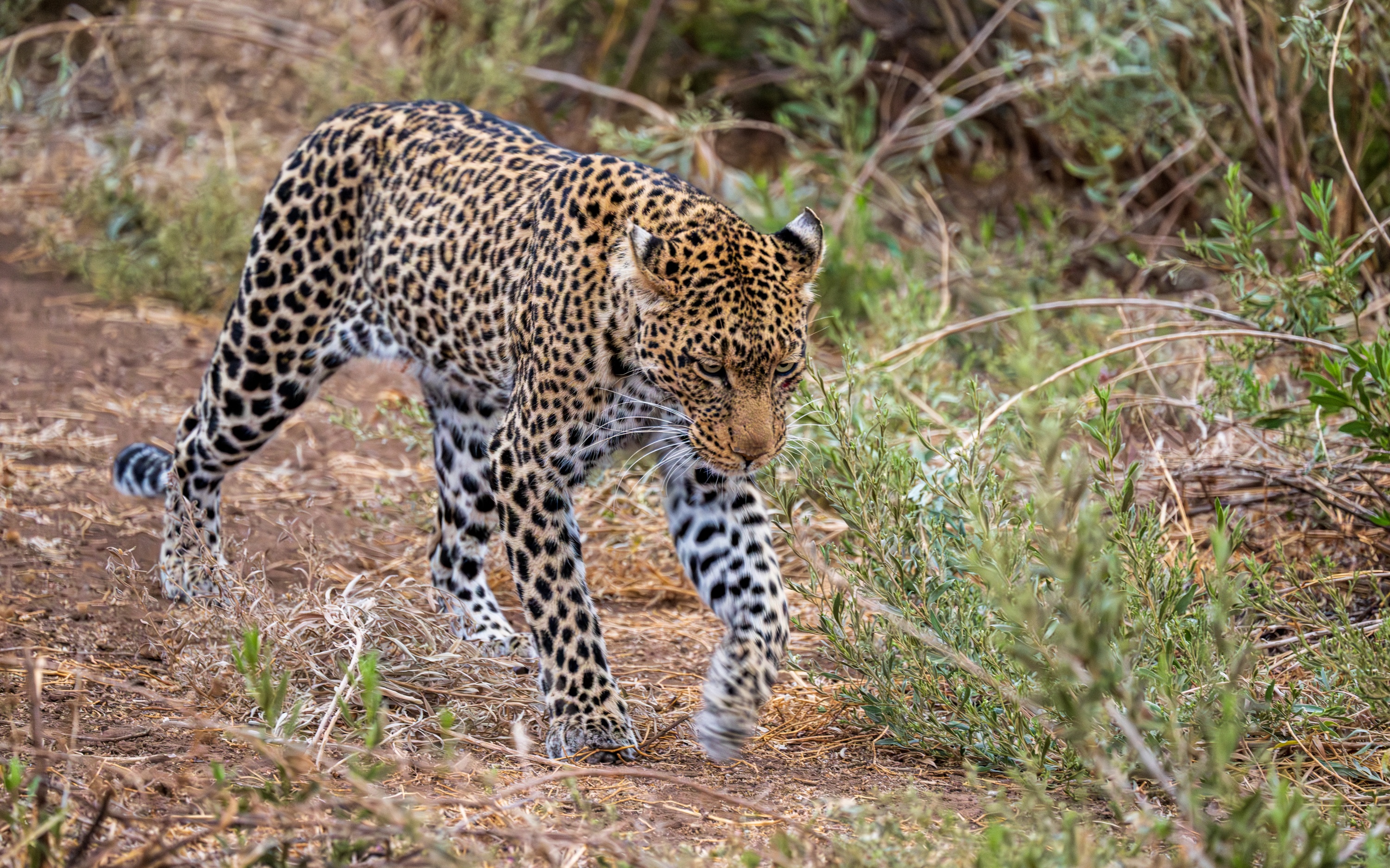 Mashatu Game Reserve, Botswana