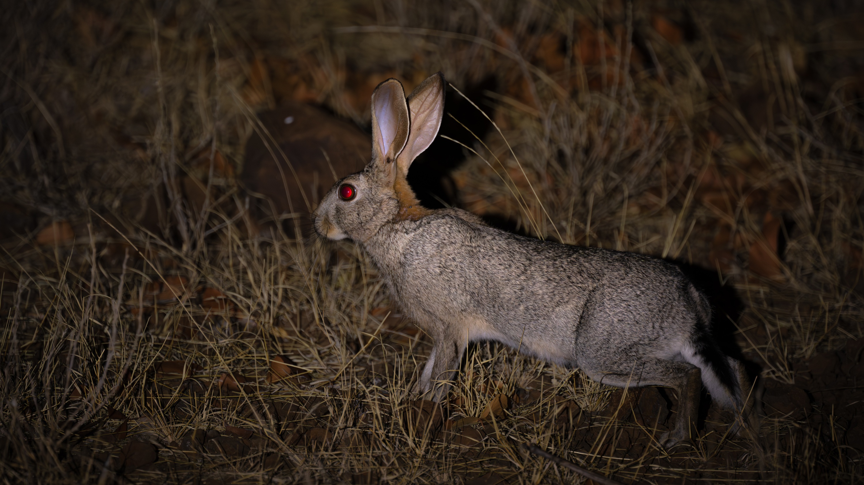 Mashatu Game Reserve, Botswana
