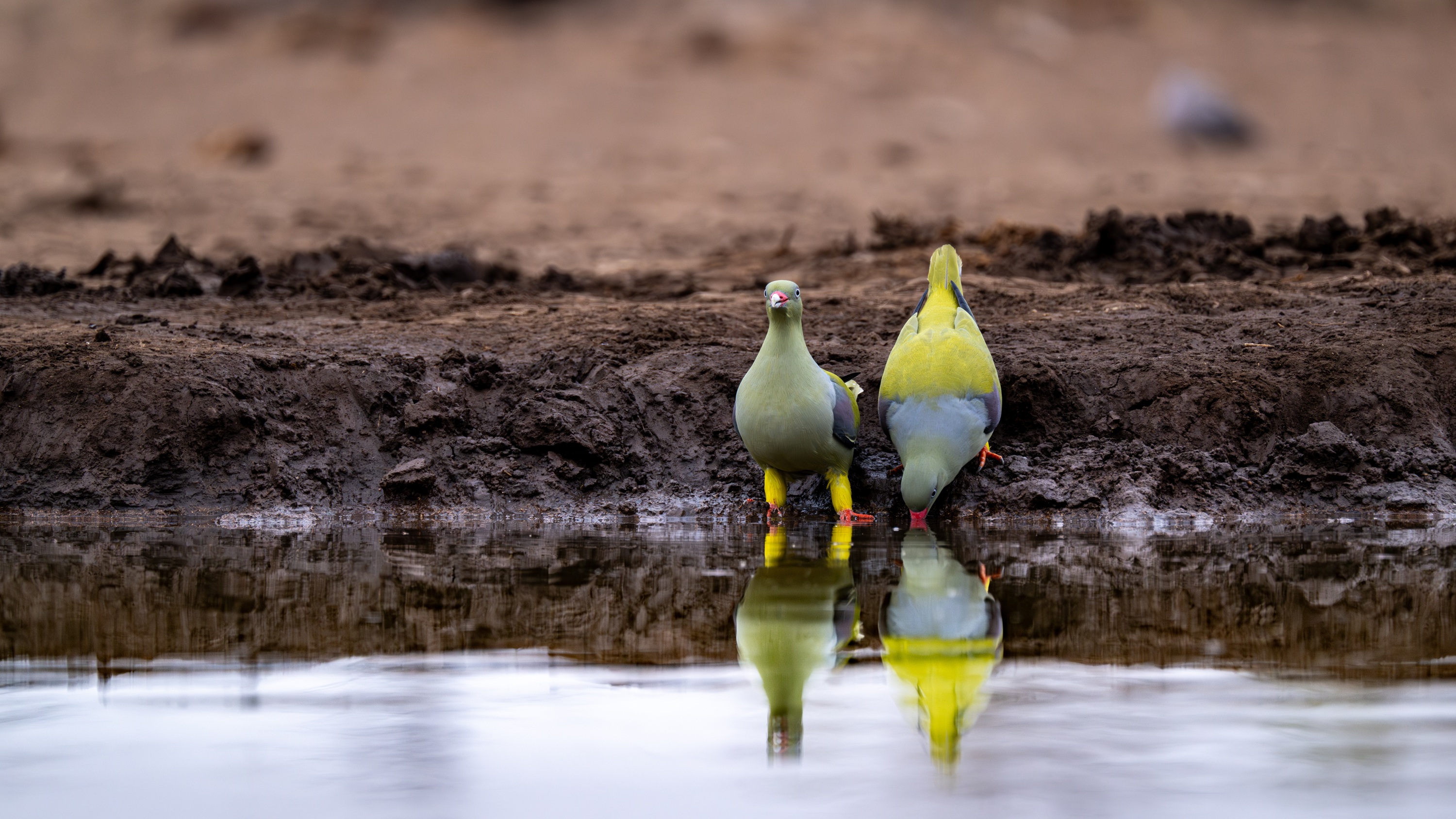 Mashatu Game Reserve, Botswana